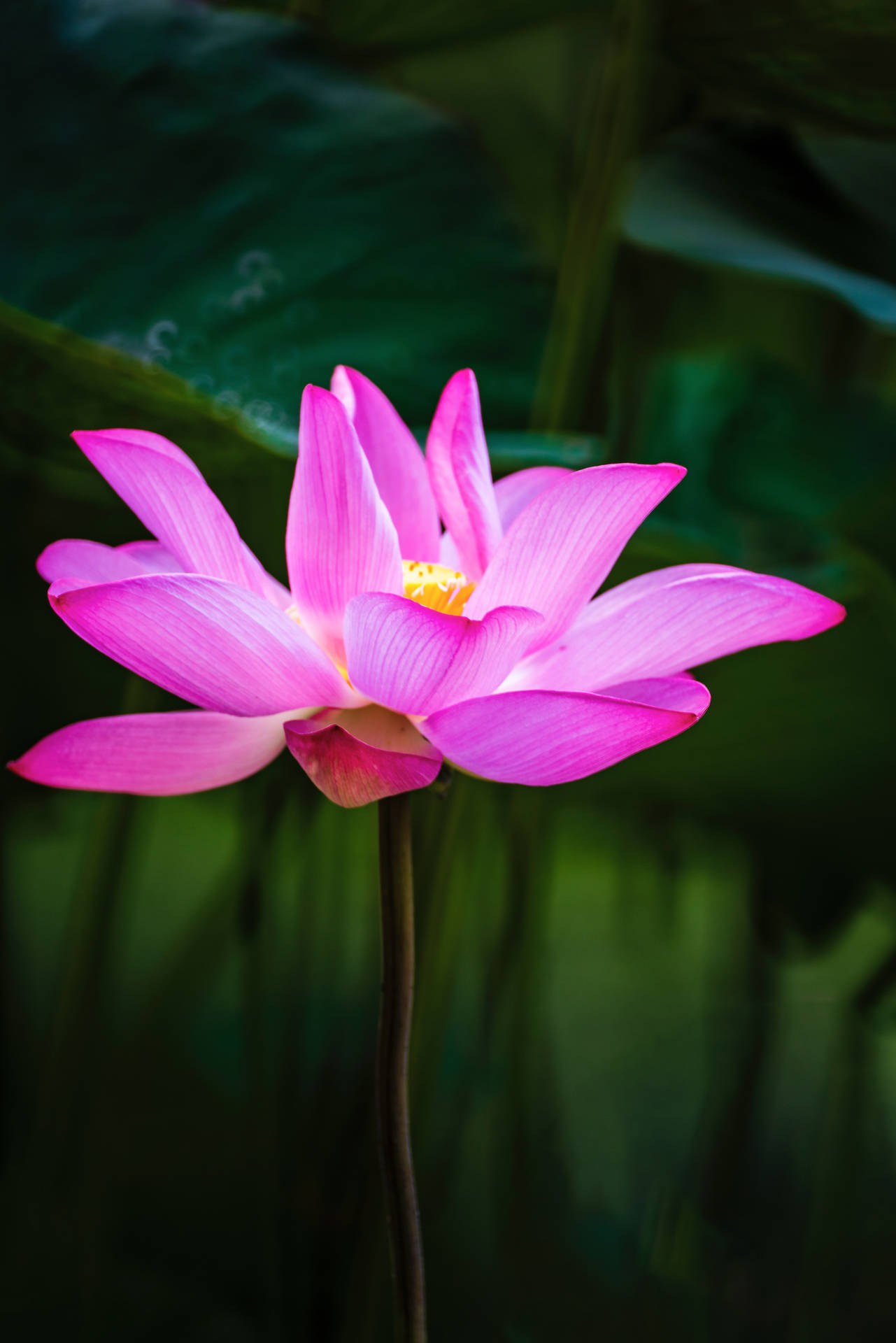 Honglingjin Lotus Flower Background