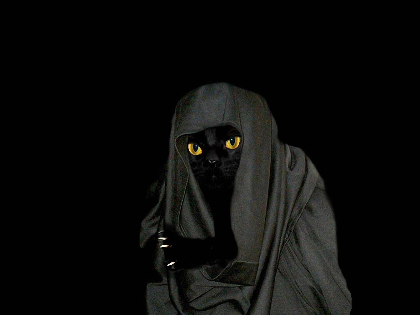 Hooded Cat Awesome Animal Background