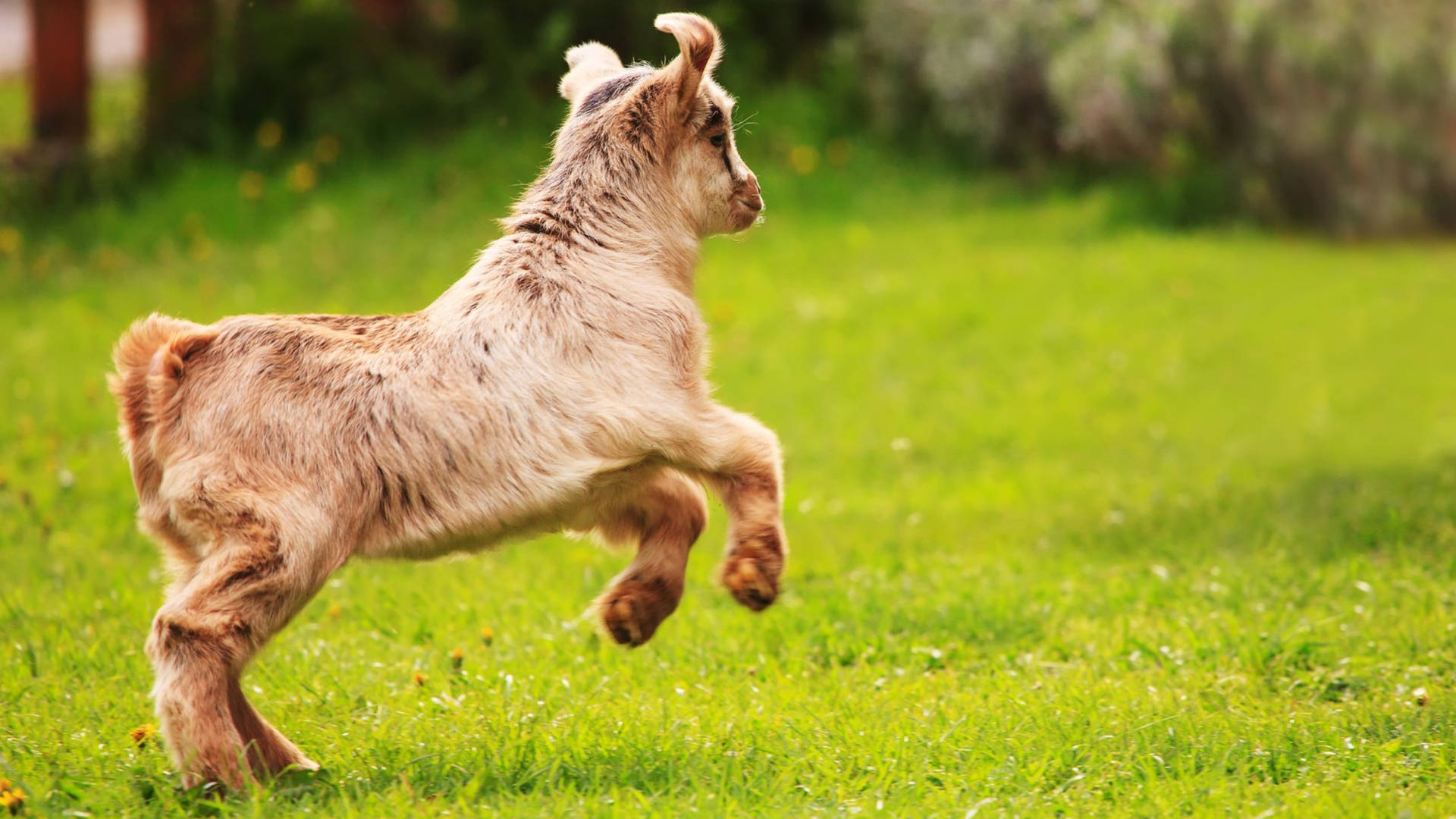 Hopping Baby Goat On Grass Background