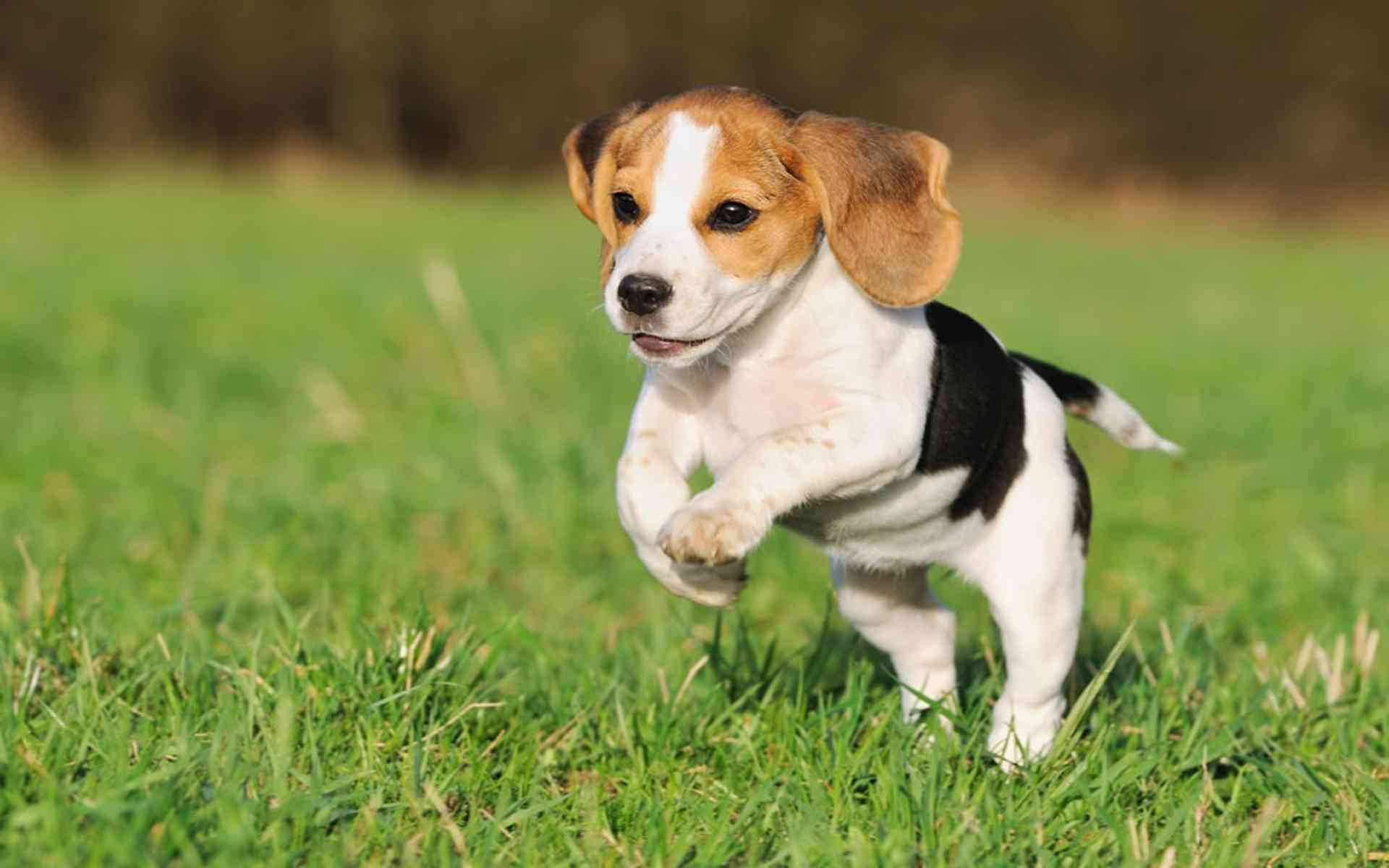 Hopping Beagle Puppy Background