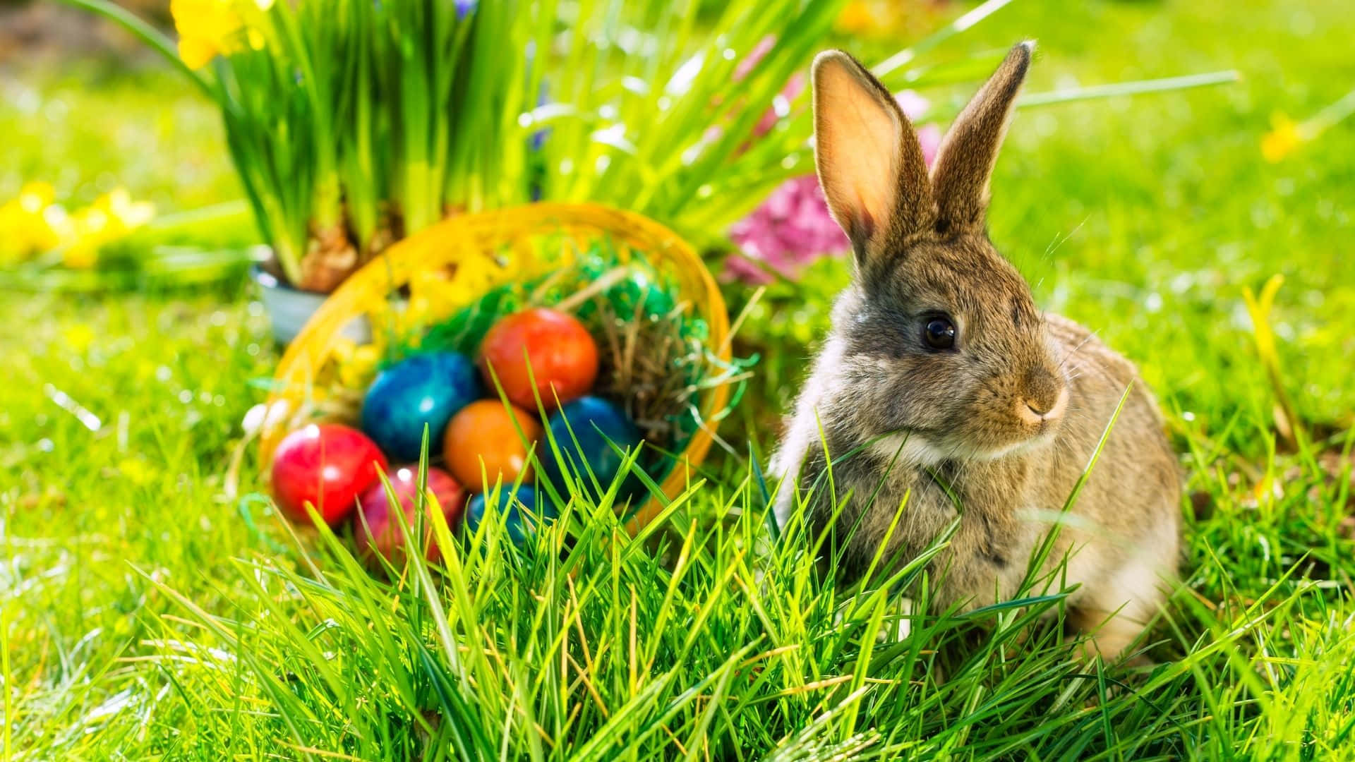 Hopping Into The Season With The Easter Bunny Background