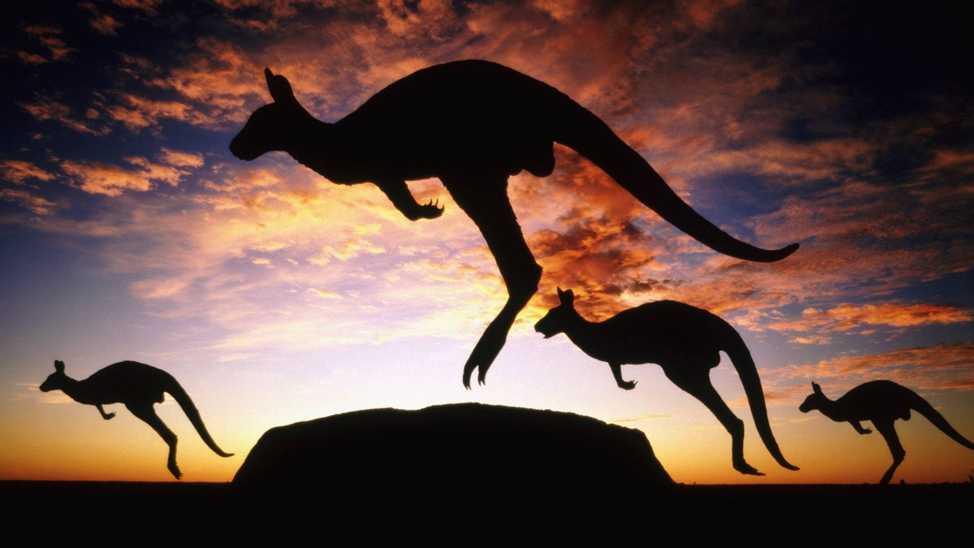 Hopping Kangaroos Silhouettes Background