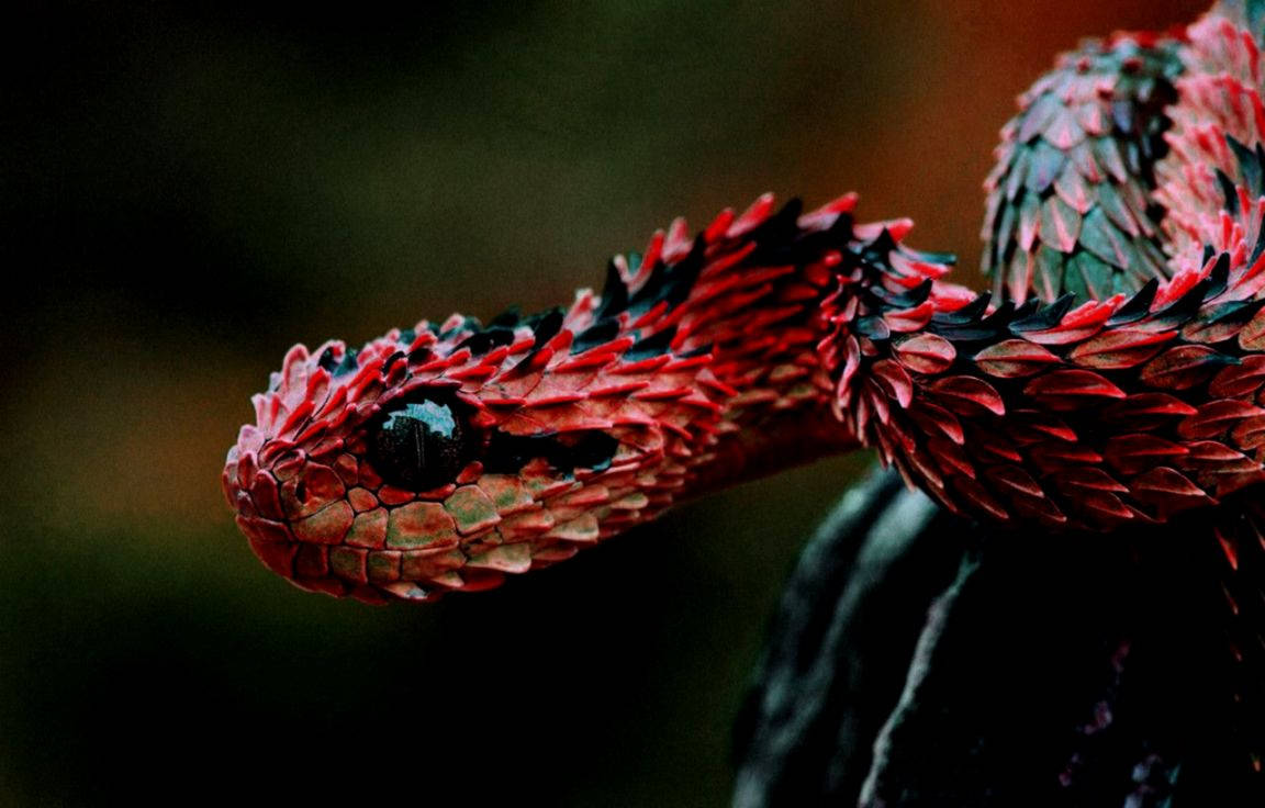 Horned Corn Snake Background