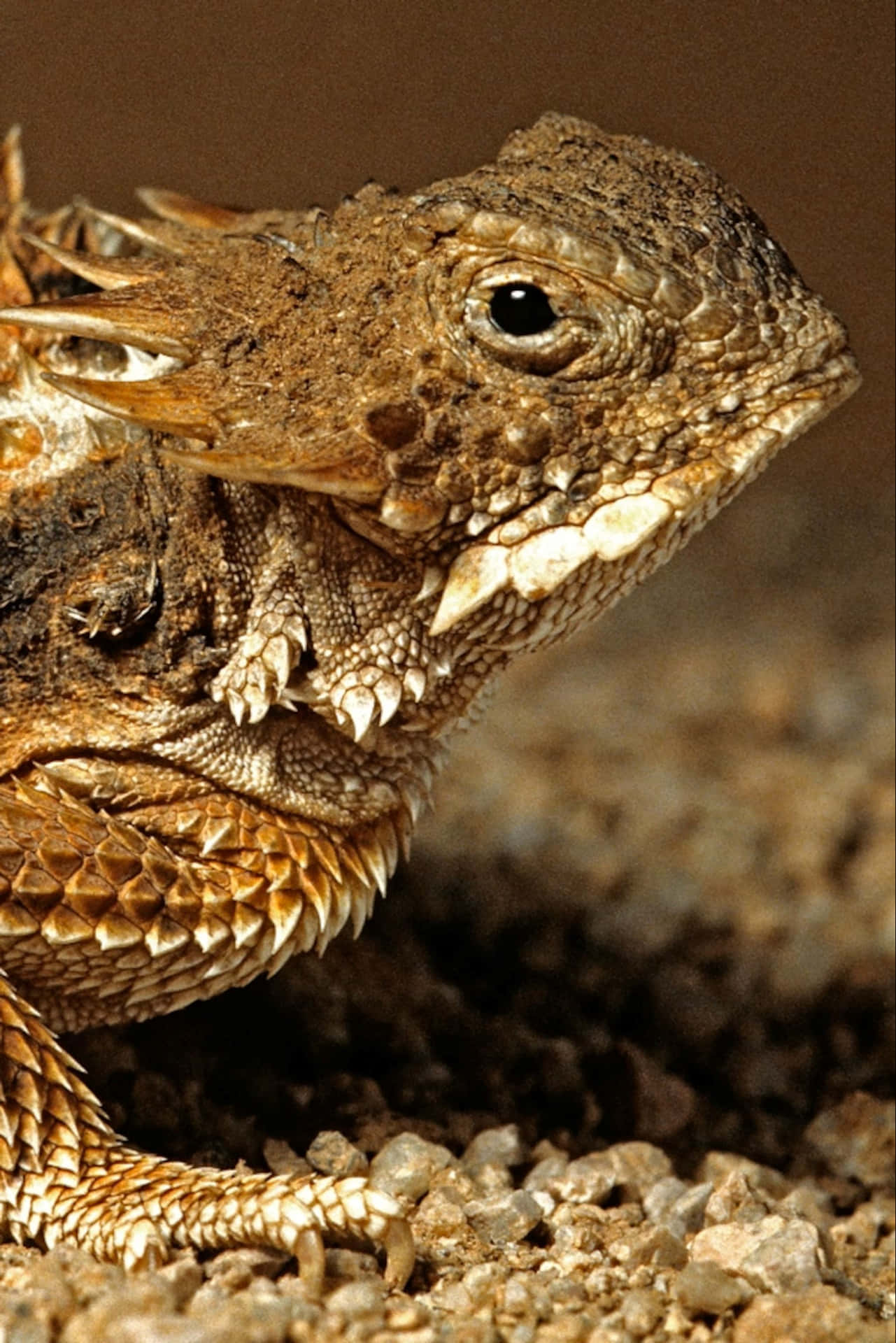 Horned Lizard Closeup