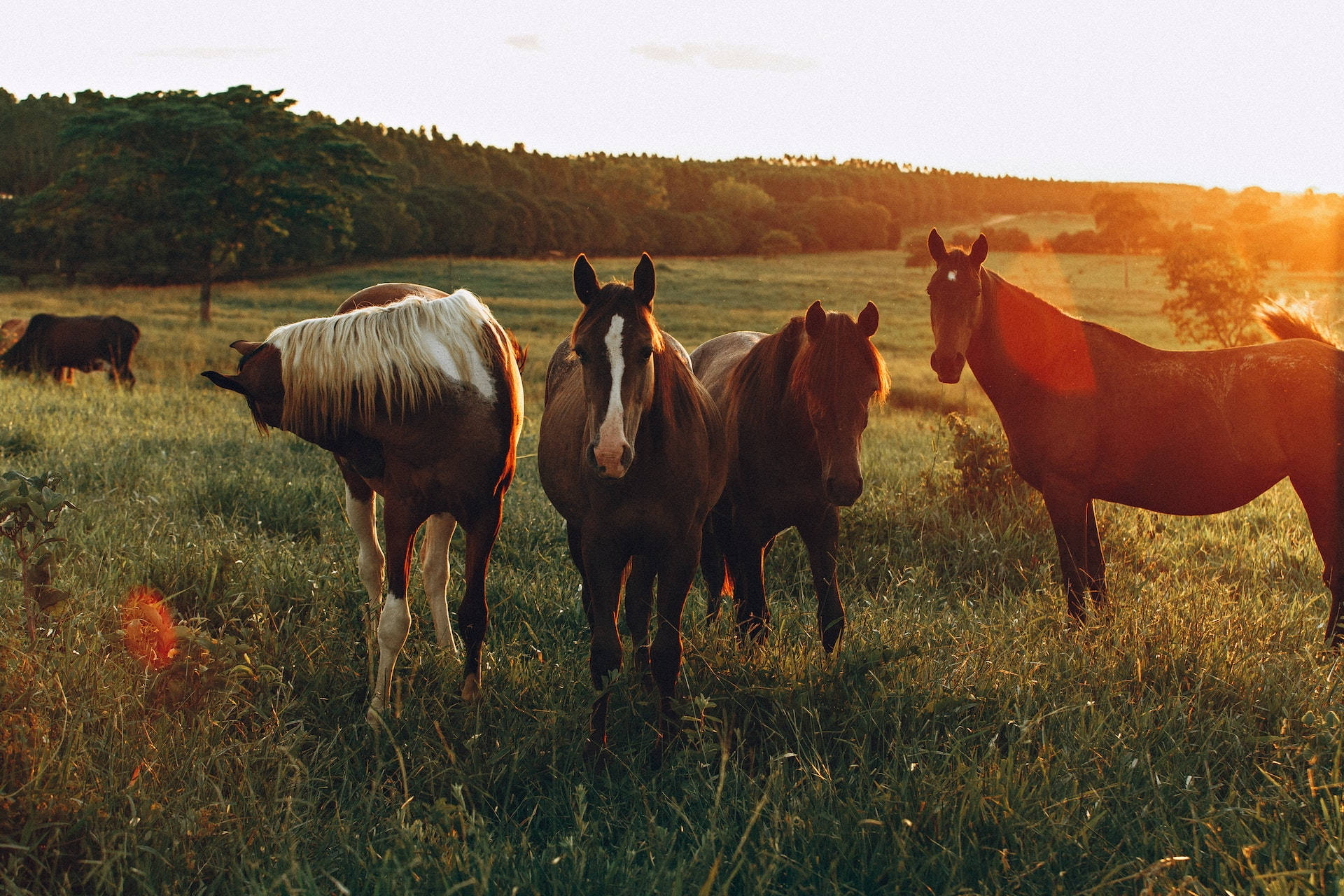 Horse Animals Grazing On The Farm