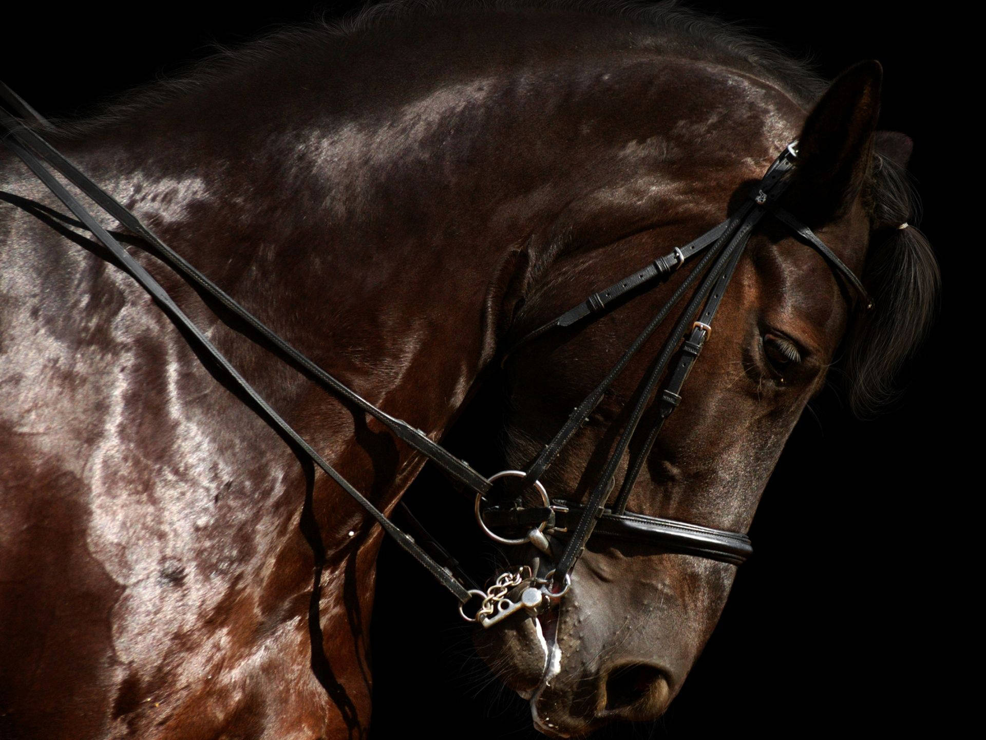 Horse Face Brown Bridle Background