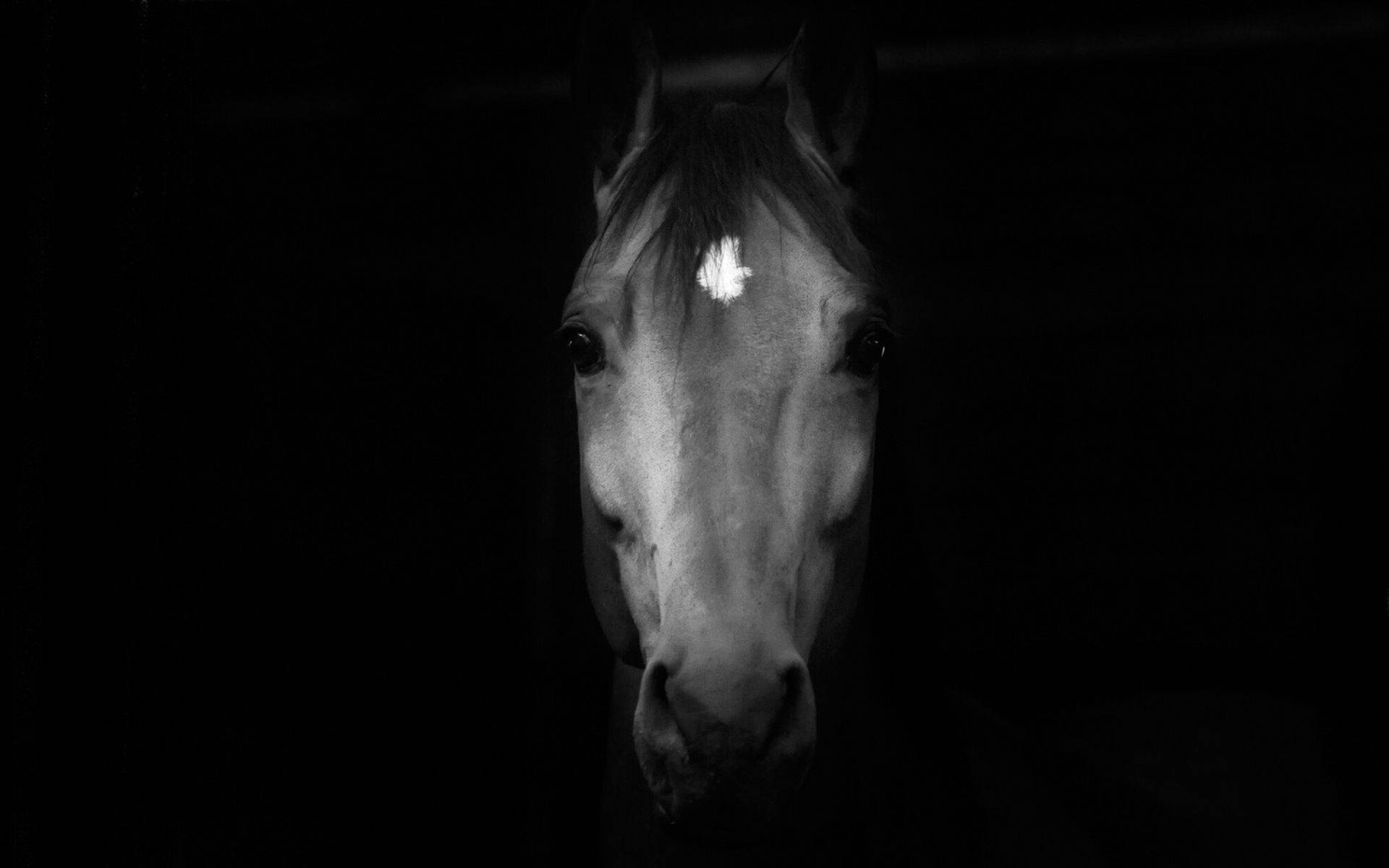 Horse Face Dark Portrait Background