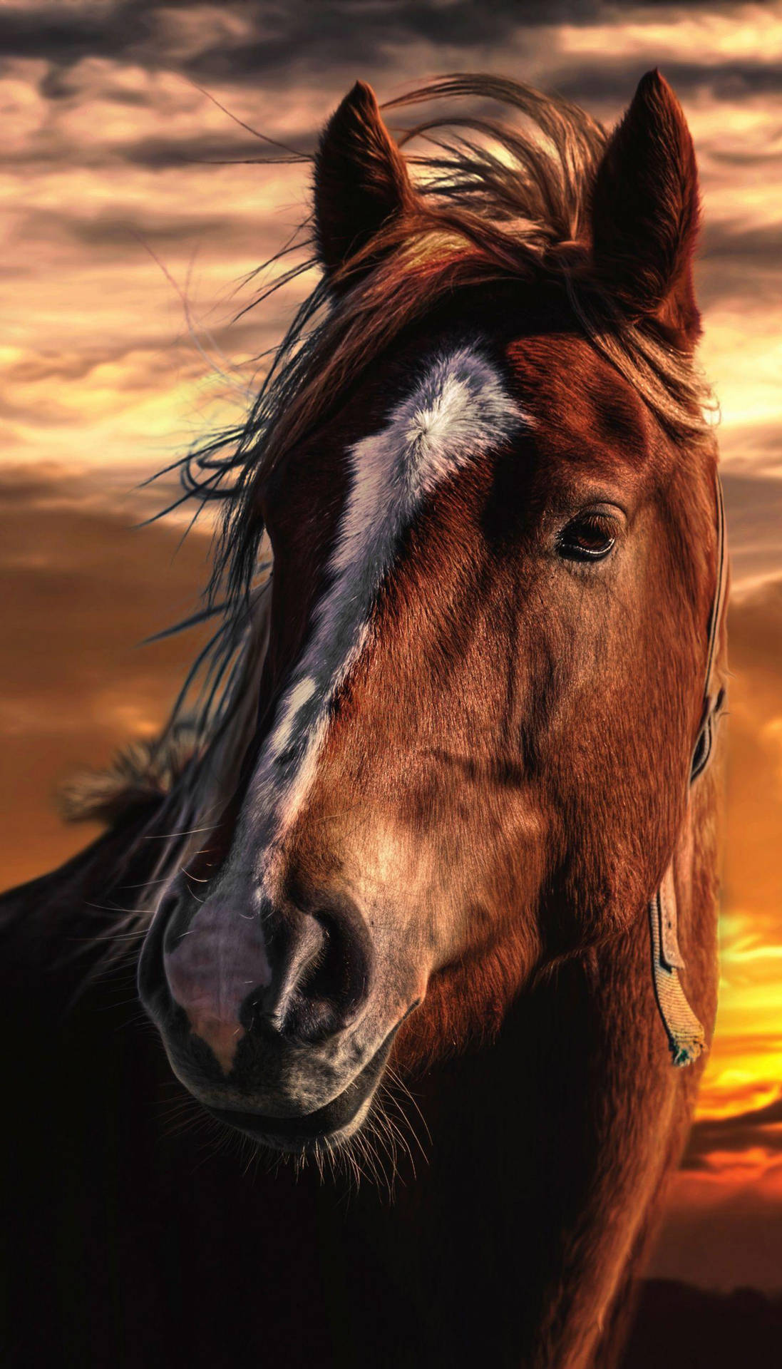 Horse Face On Sunset Background