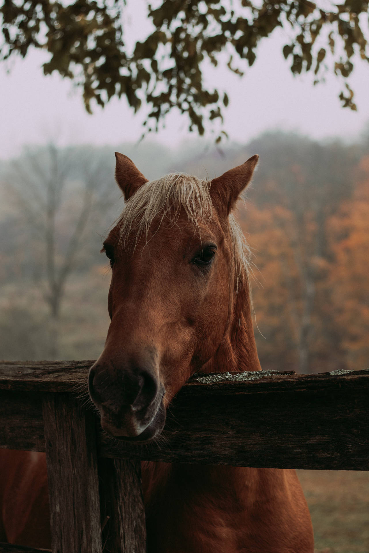 Horse Face On Wooden Fence Background