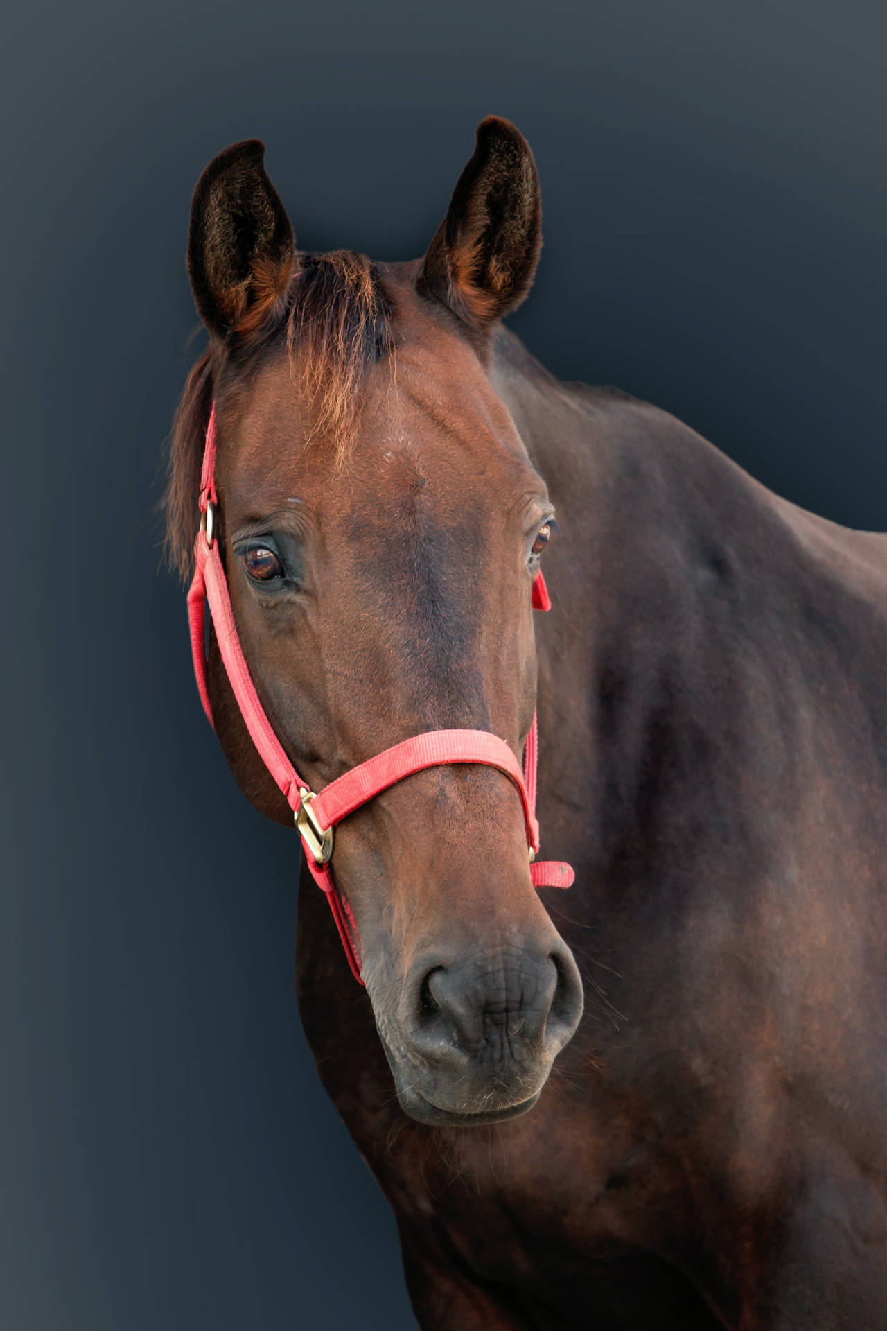 Horse Face Red Leash Background