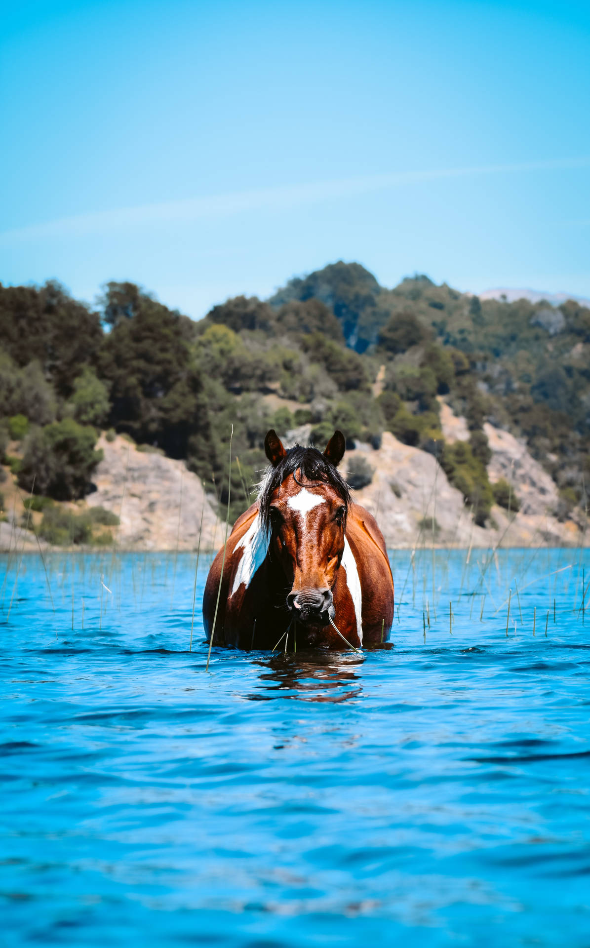 Horse Face Star On Water Background