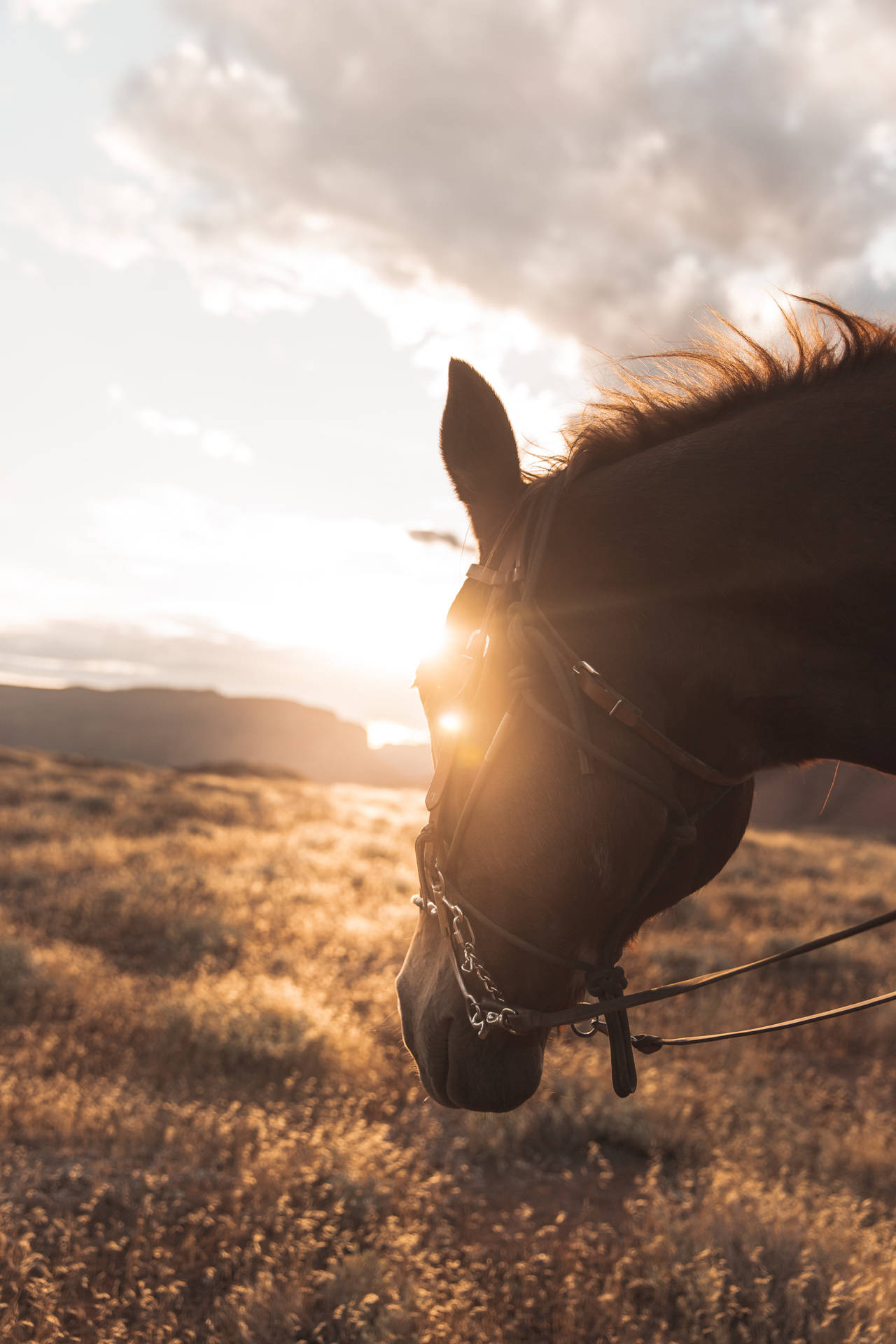 Horse Face With Sunset Background