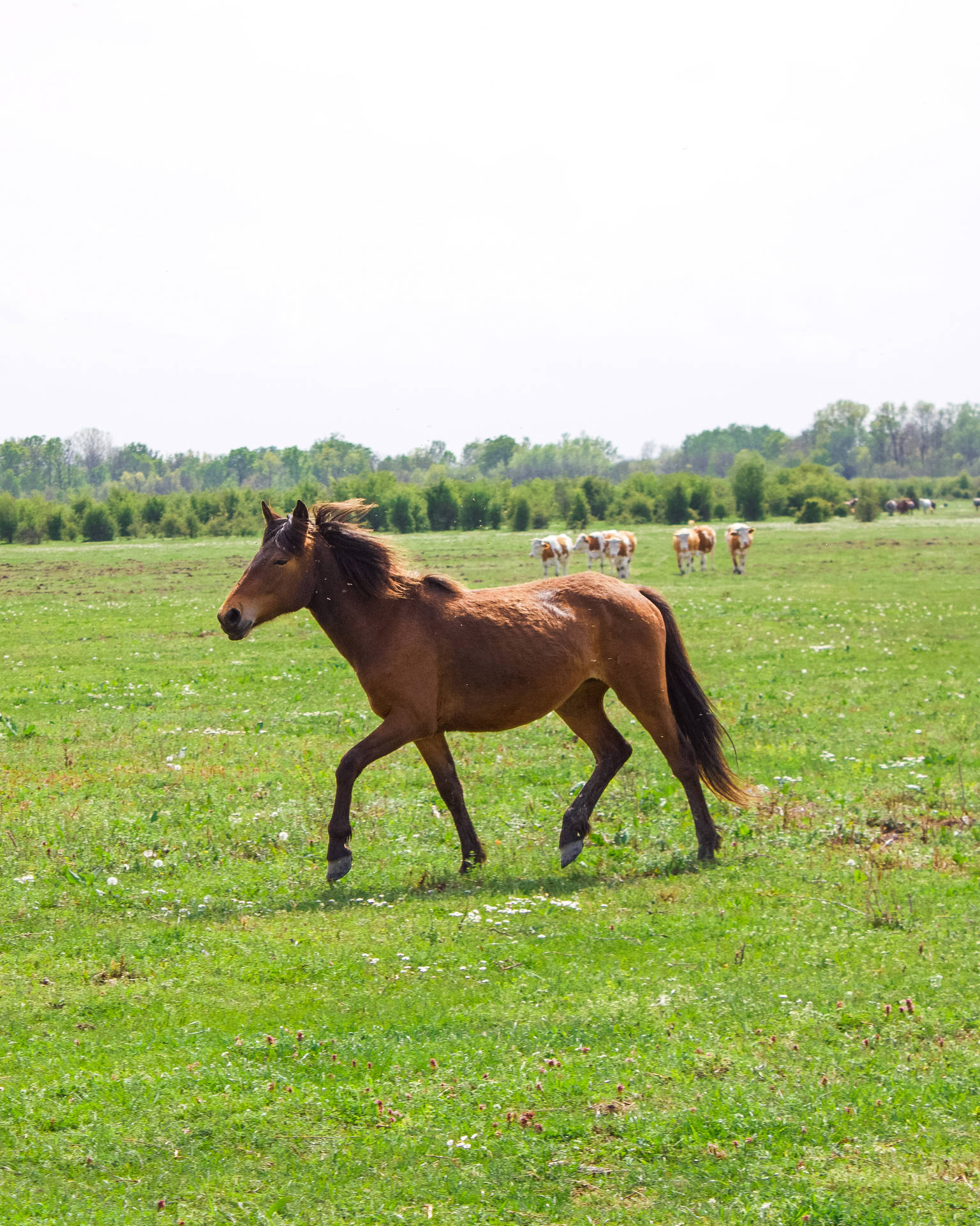 Horse In Serbia Background