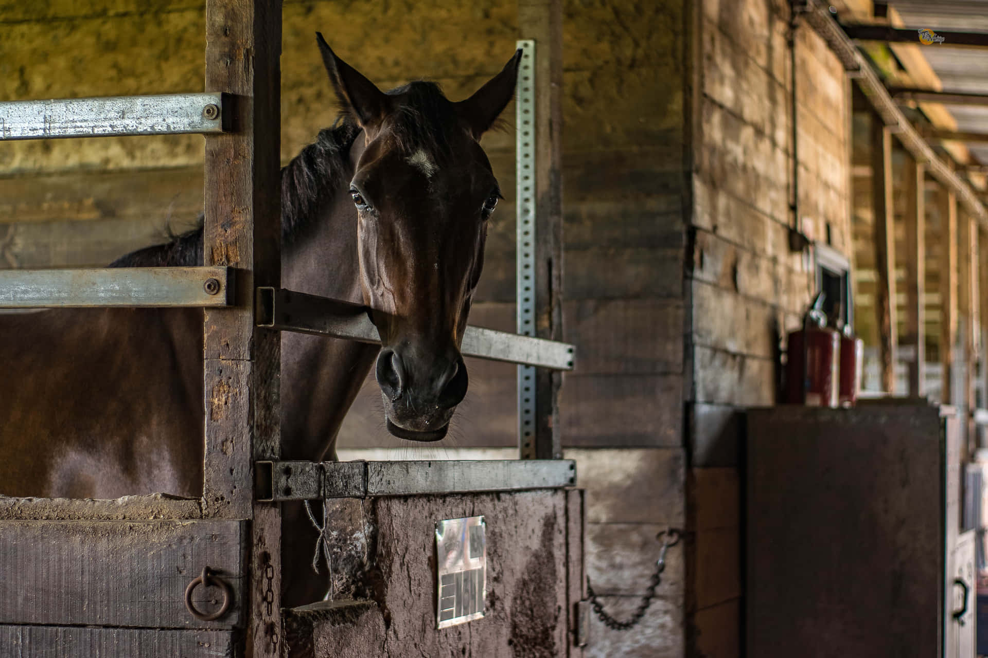 Horse Inside Stable [wallpaper] Background