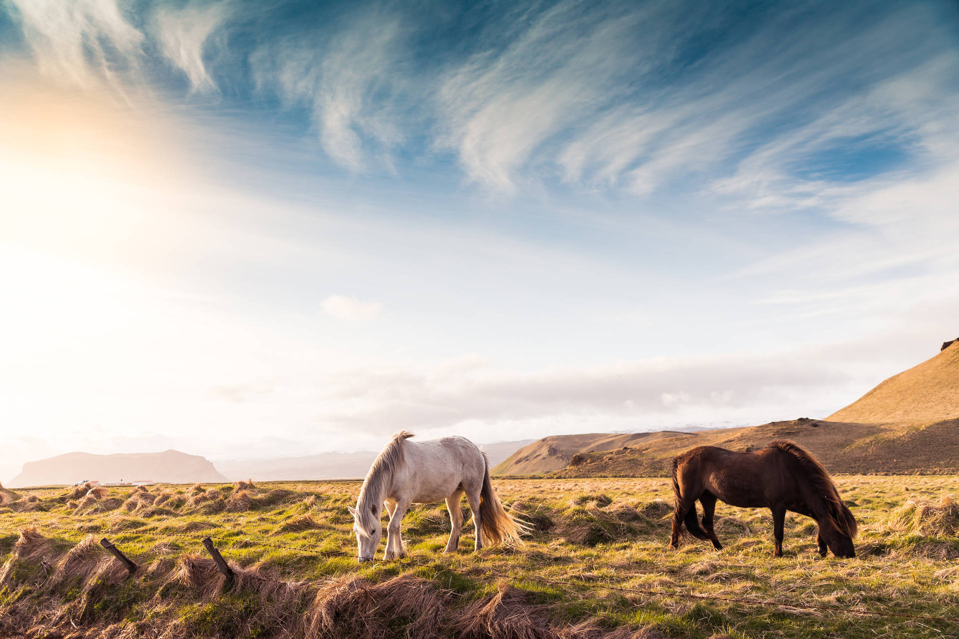 Horse Most Beautiful Nature Background