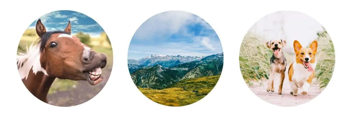 Horse, Mountain, And Dogs Tiktok Pfp Ideas Background