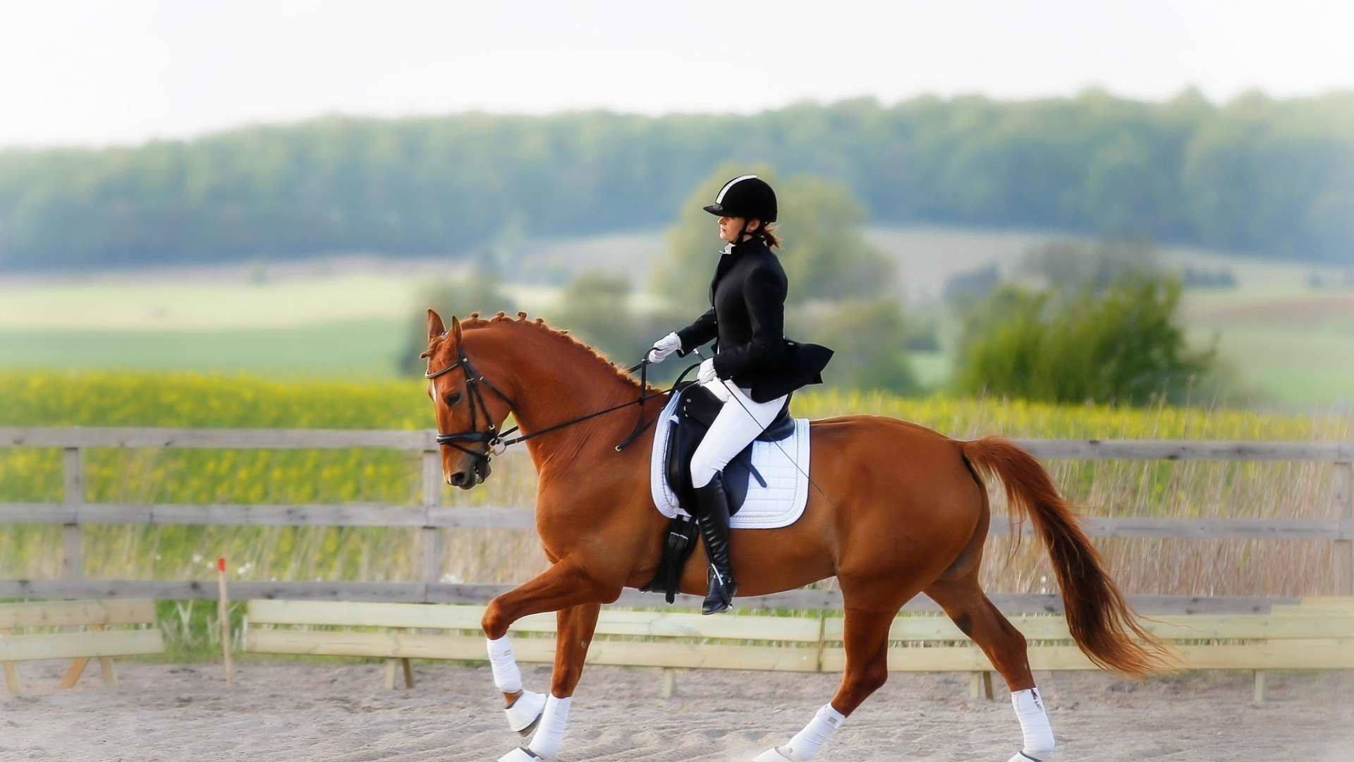 Horse Riding Equestrian Private Ranch