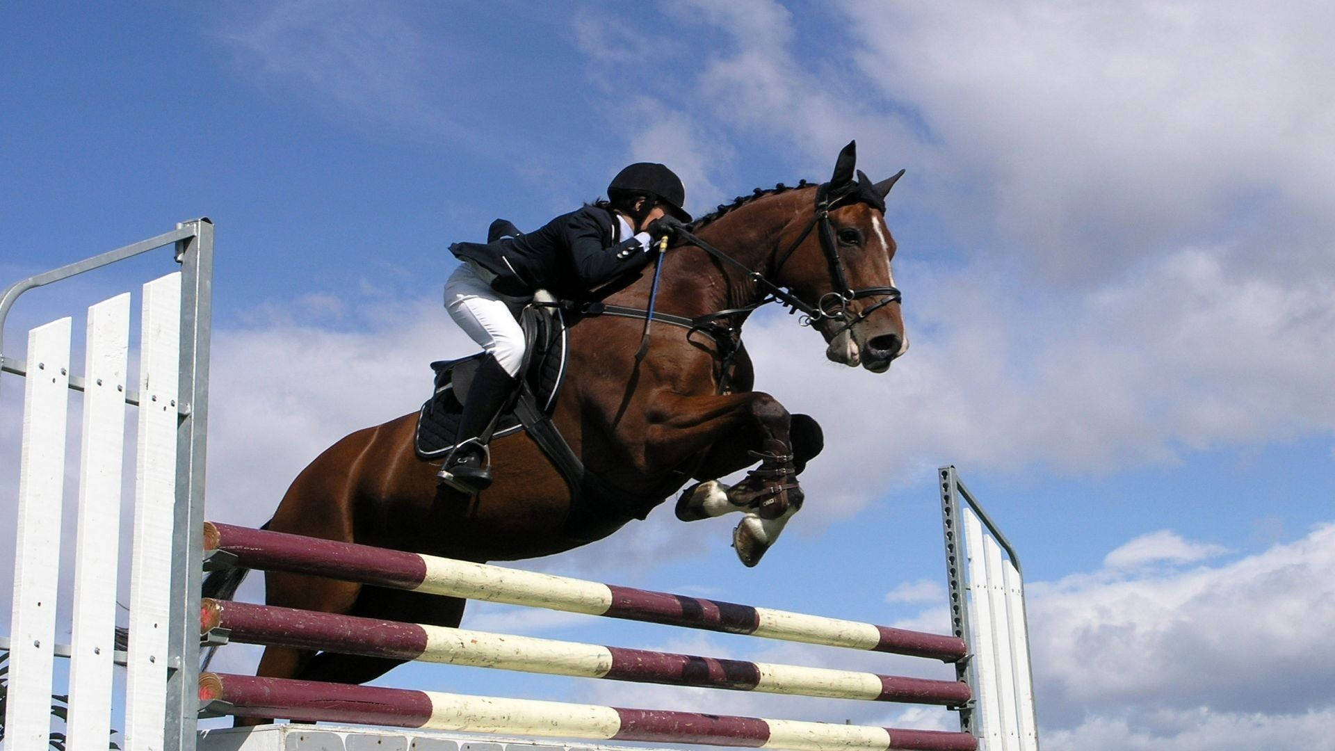 Horse Riding Equestrian Show Jumper Background