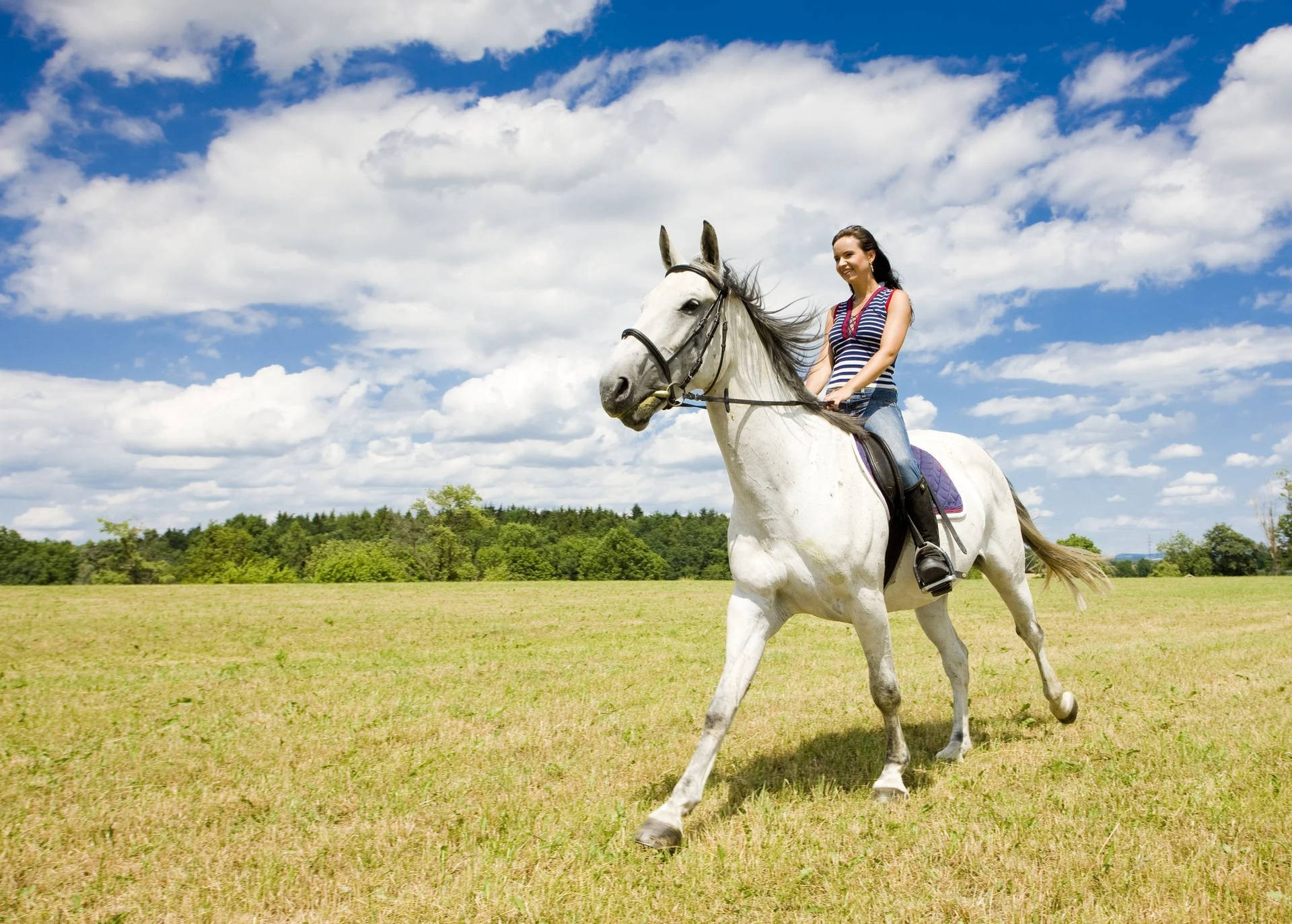 Horse Riding Lipizzan Grass Field Background