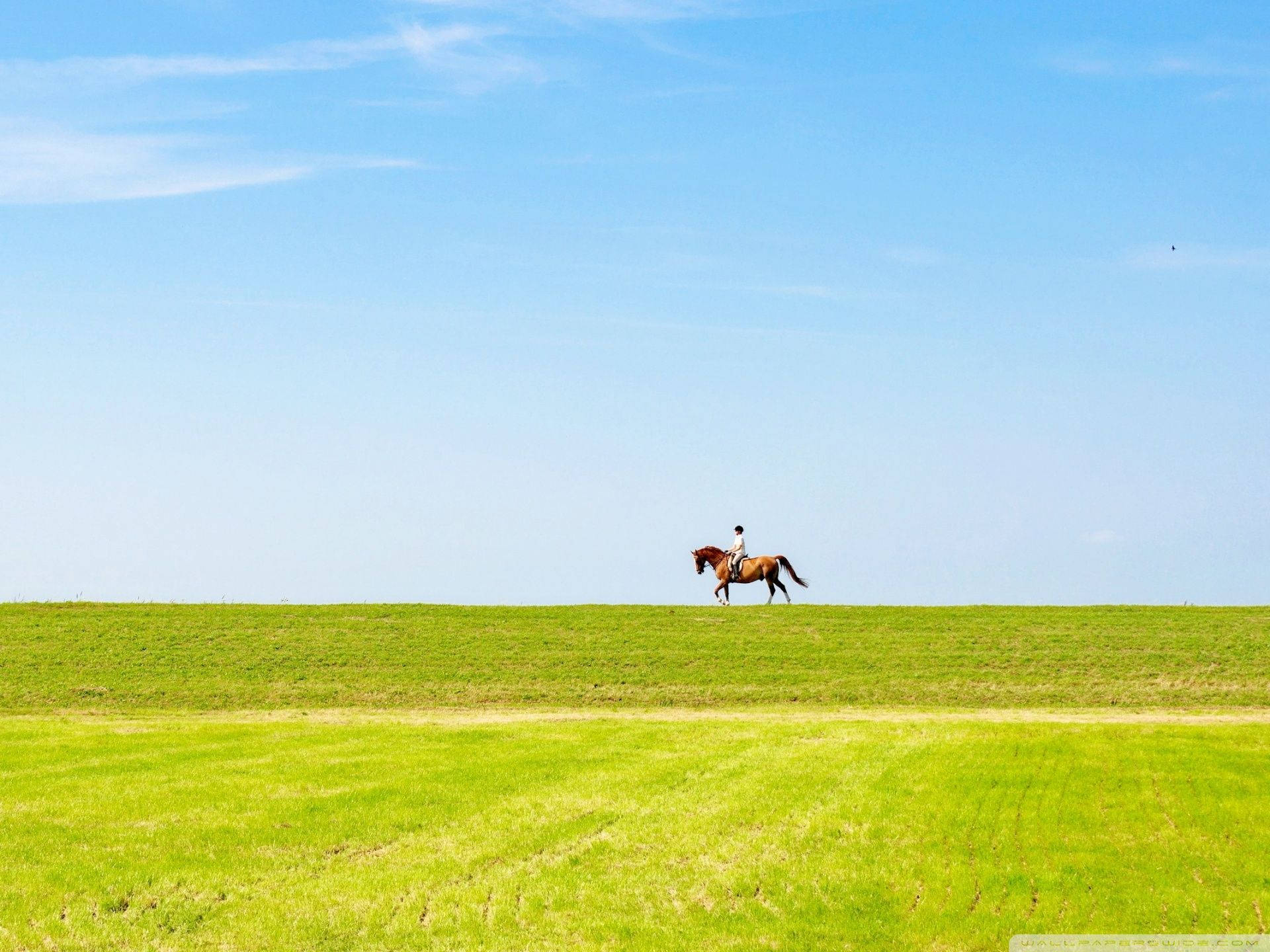 Horse Riding Vast Pasture Wide Grass Field Background