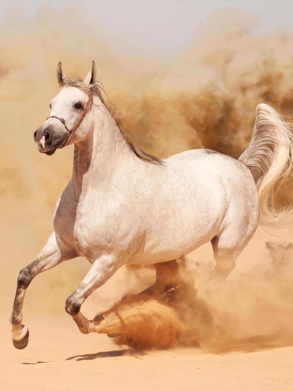 Horse Run To The Desert