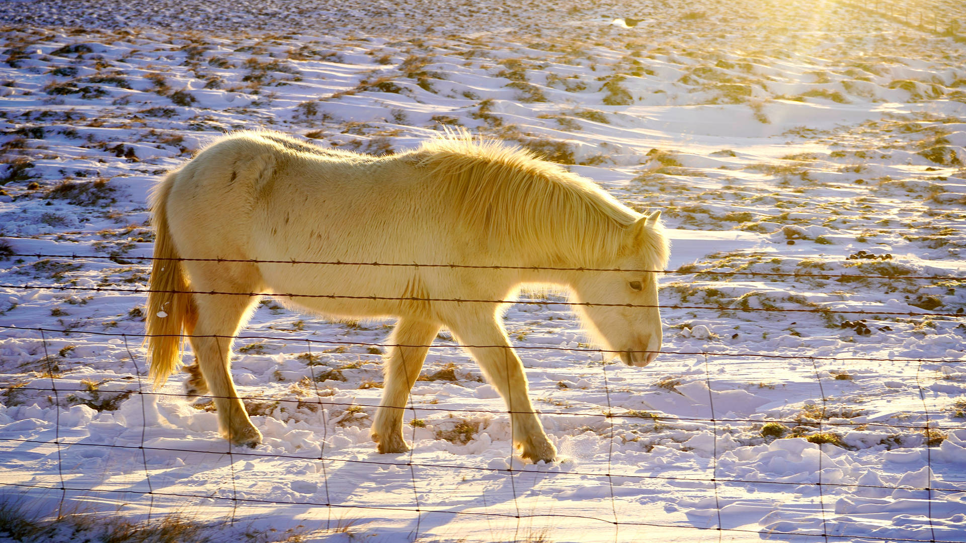 Horse Walking In Cool Winter Background