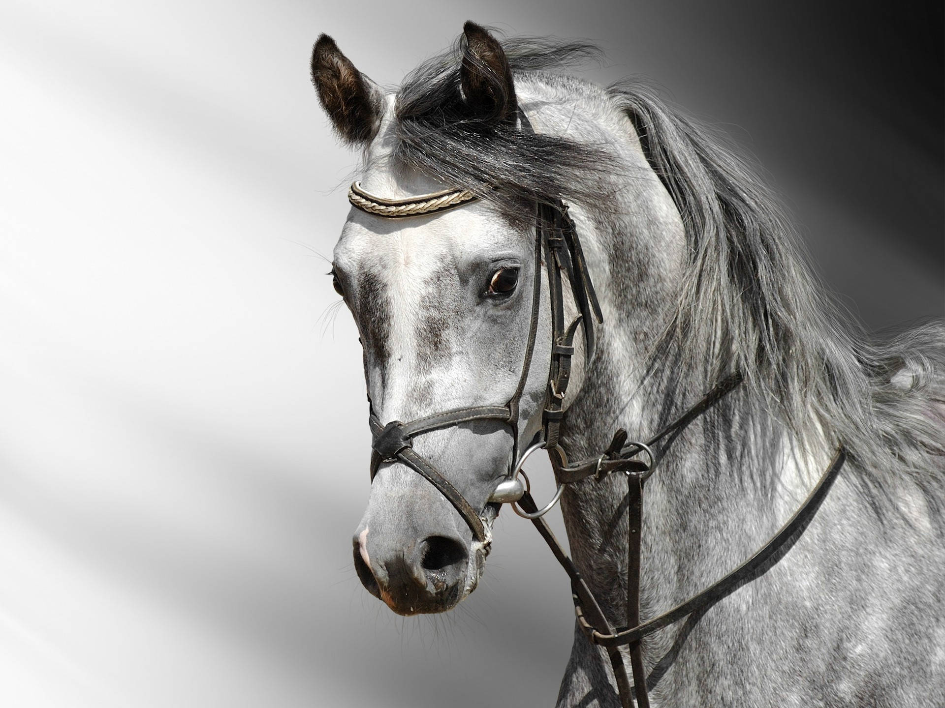 Horse Wallpapers Hd Pictures Free Download Hd Walls Background