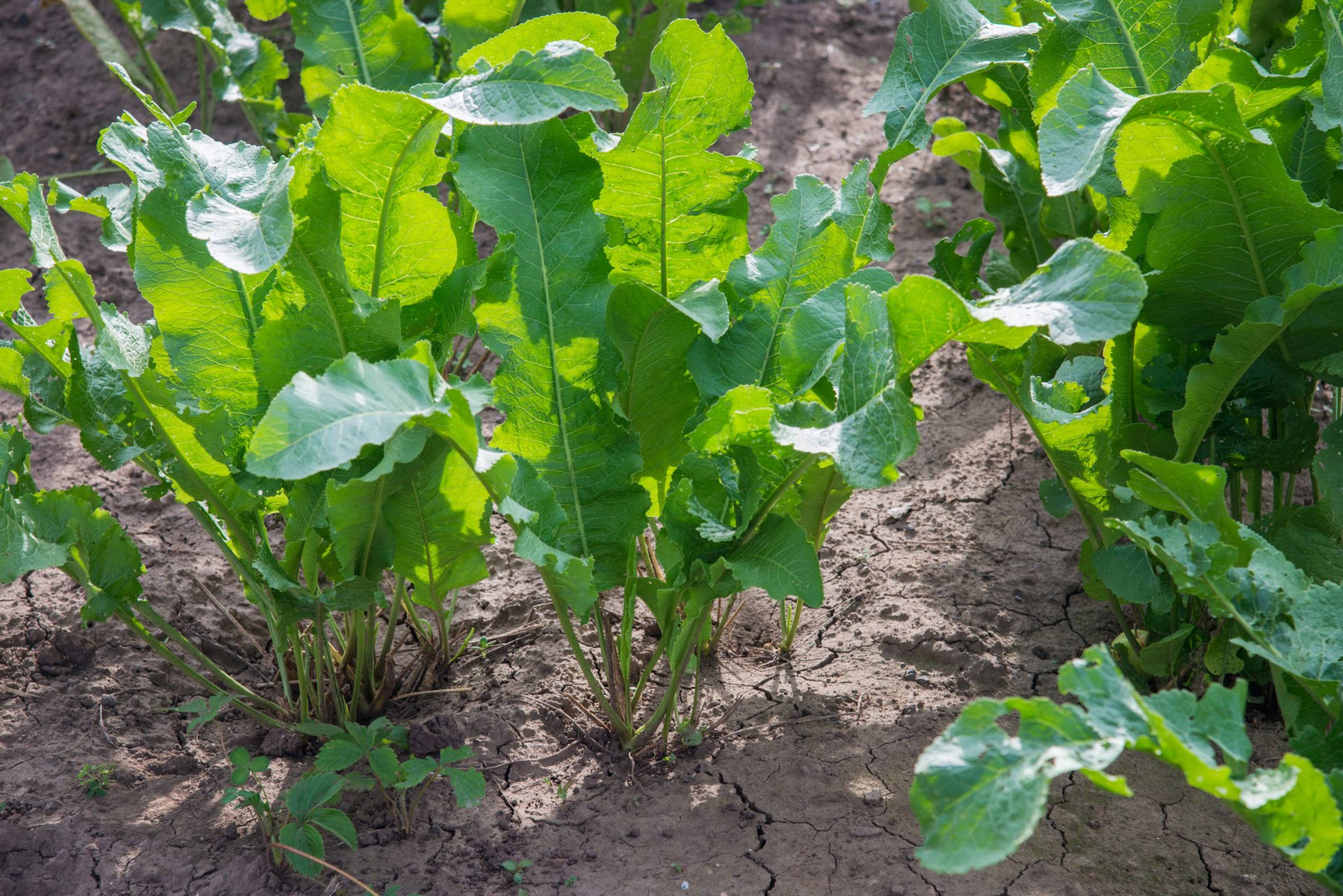 Horseradish Plant On Garden Background