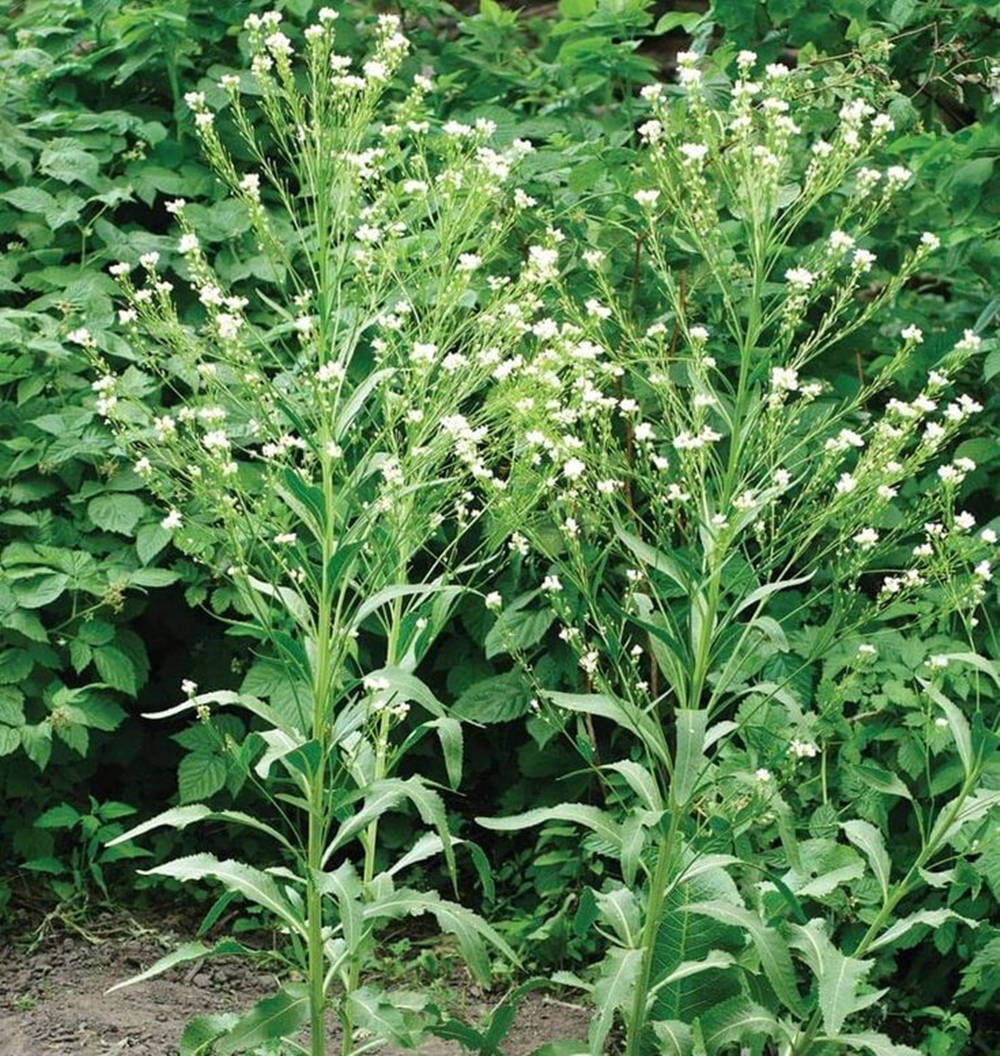 Horseradish Plant With White Flowers Background