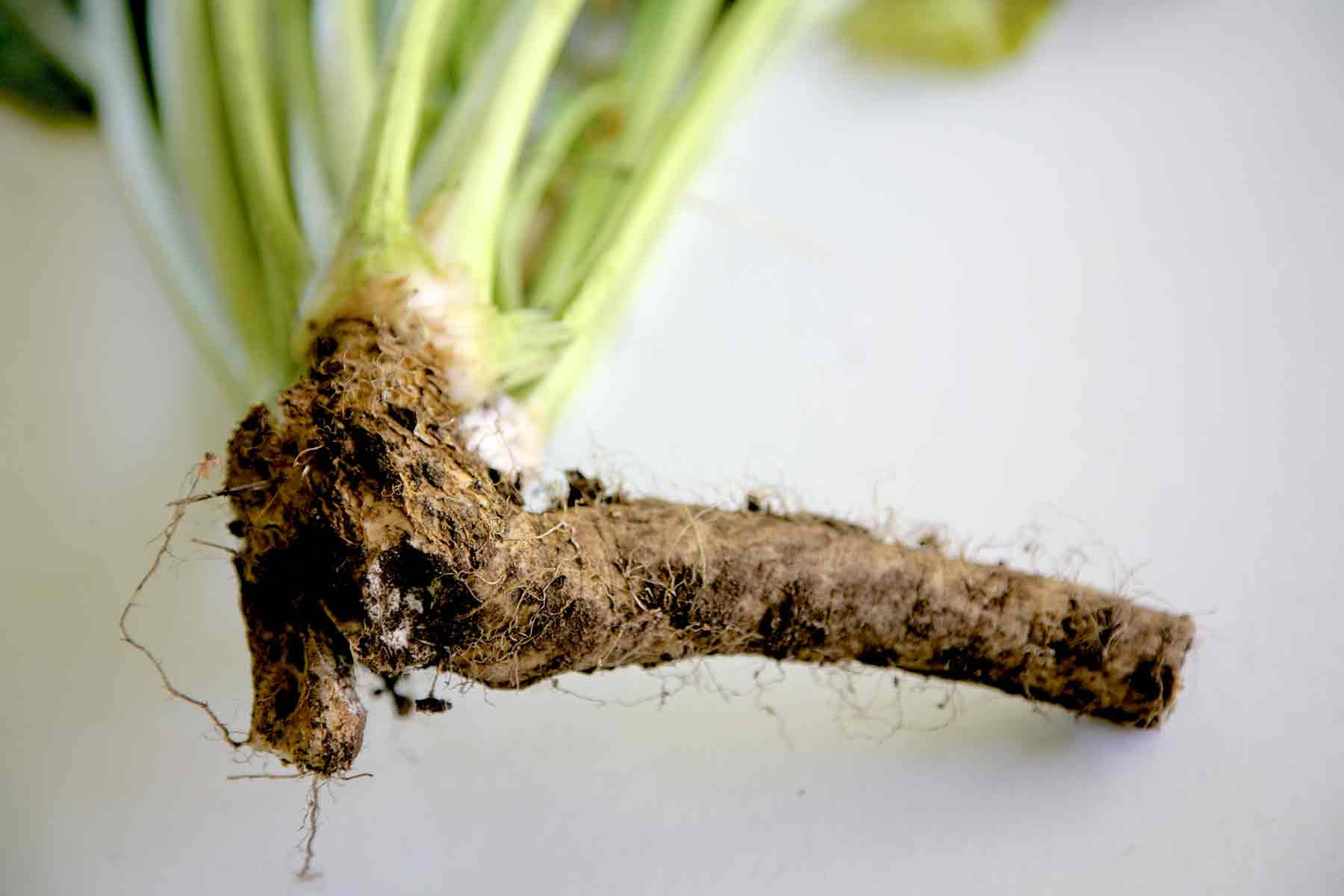 Horseradish Root Plant Background