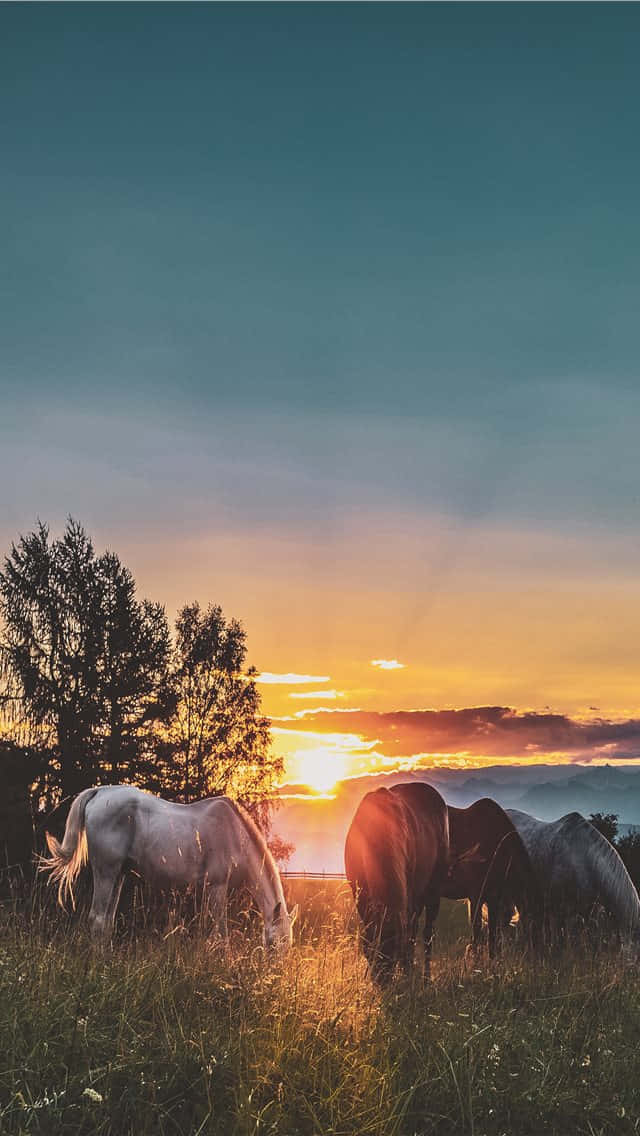 Horses Grazing In The Grass Background