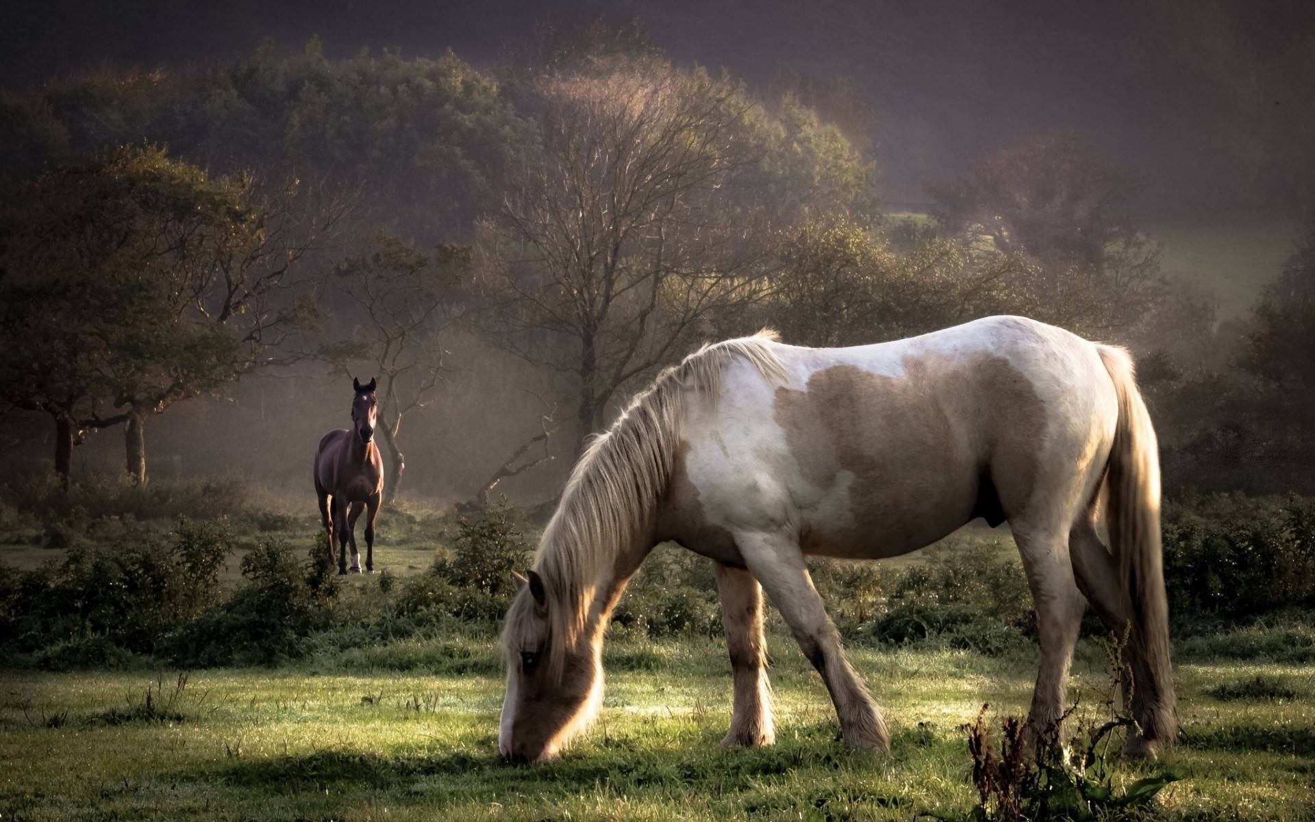 Horses On A Pasture Screensavers Background
