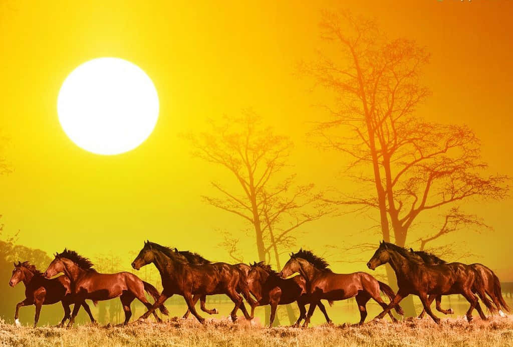Horses Run Under The Sun