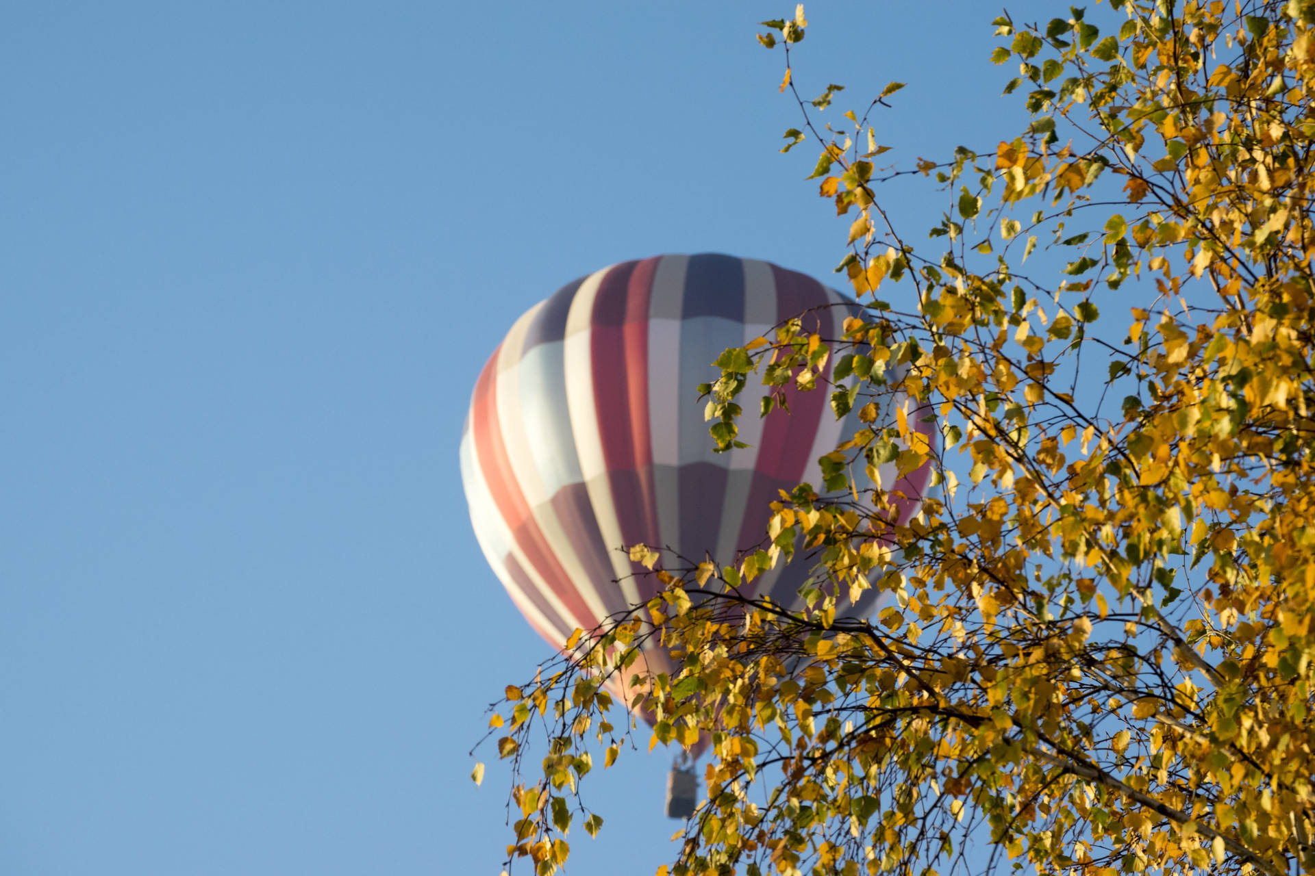 Hot Air Balloon Behind Tree In Lithuania Background