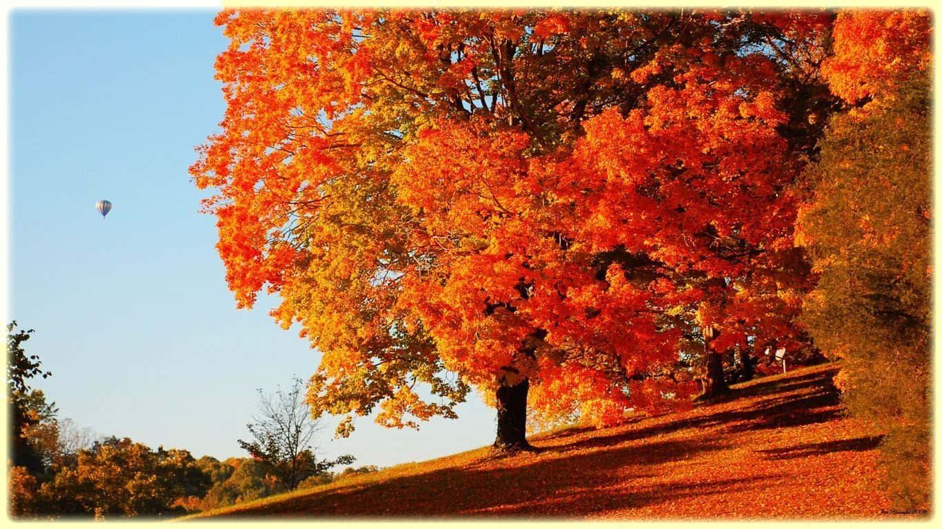 Hot Air Balloon Fall Autumn Desktop Background