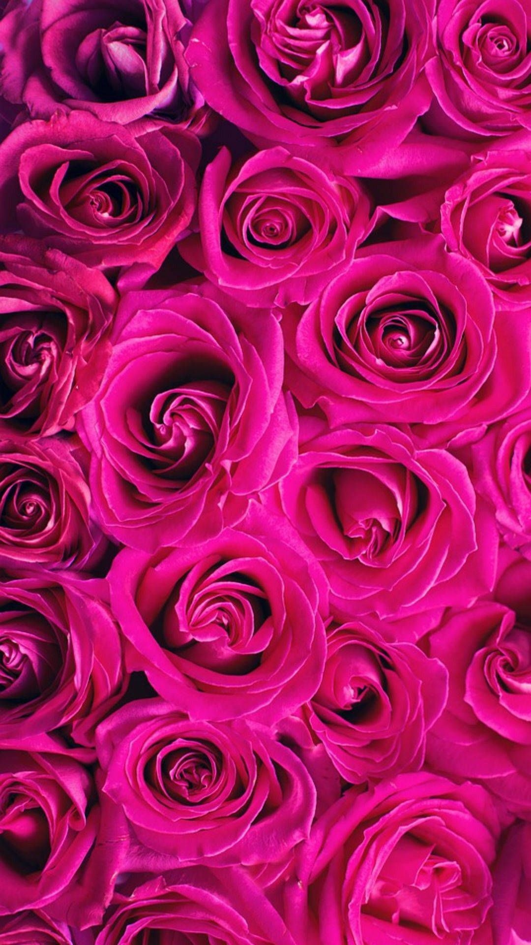 Hot Pink Aesthetic Roses Background