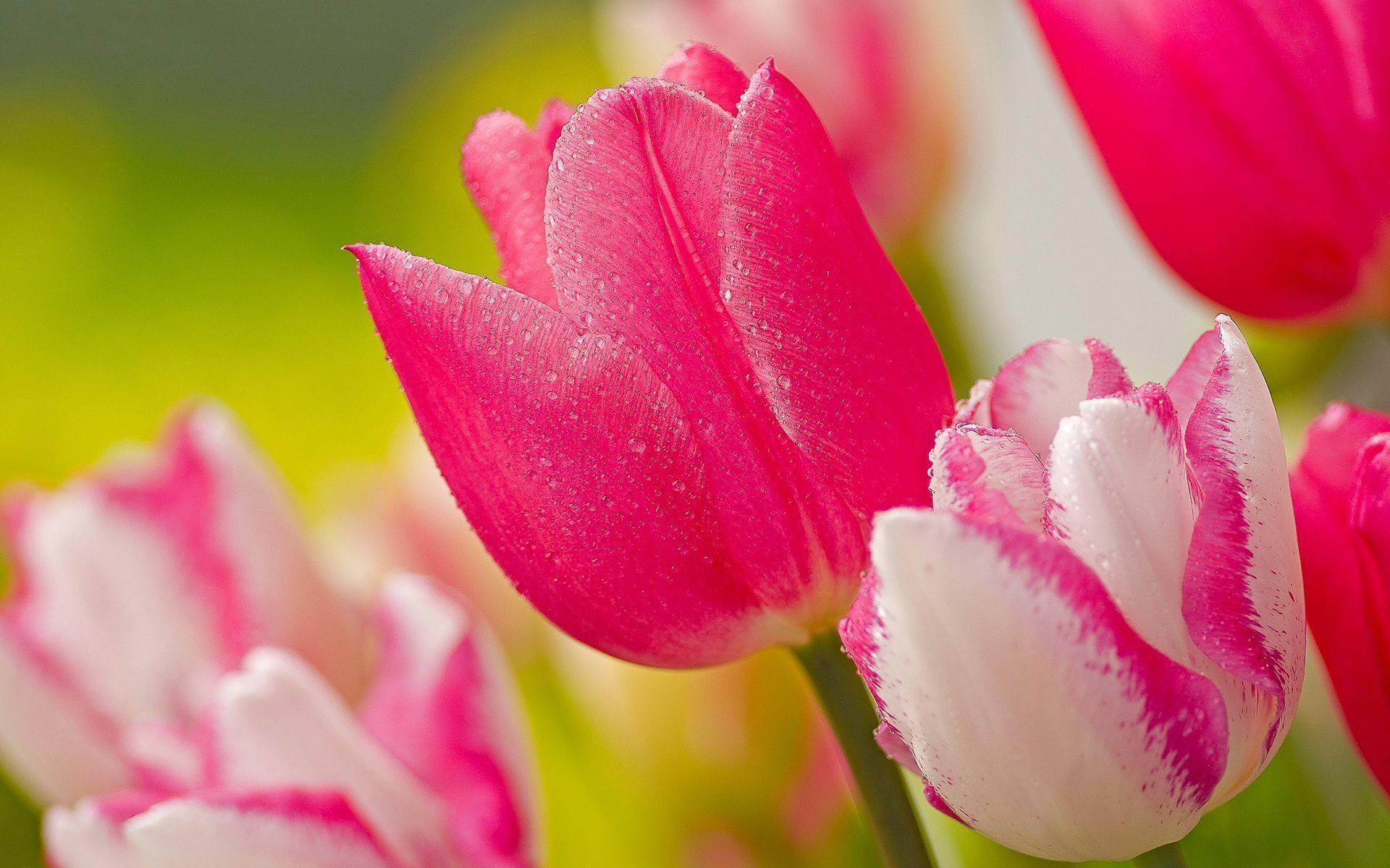 Hot Pink And White Garden Tulip Background