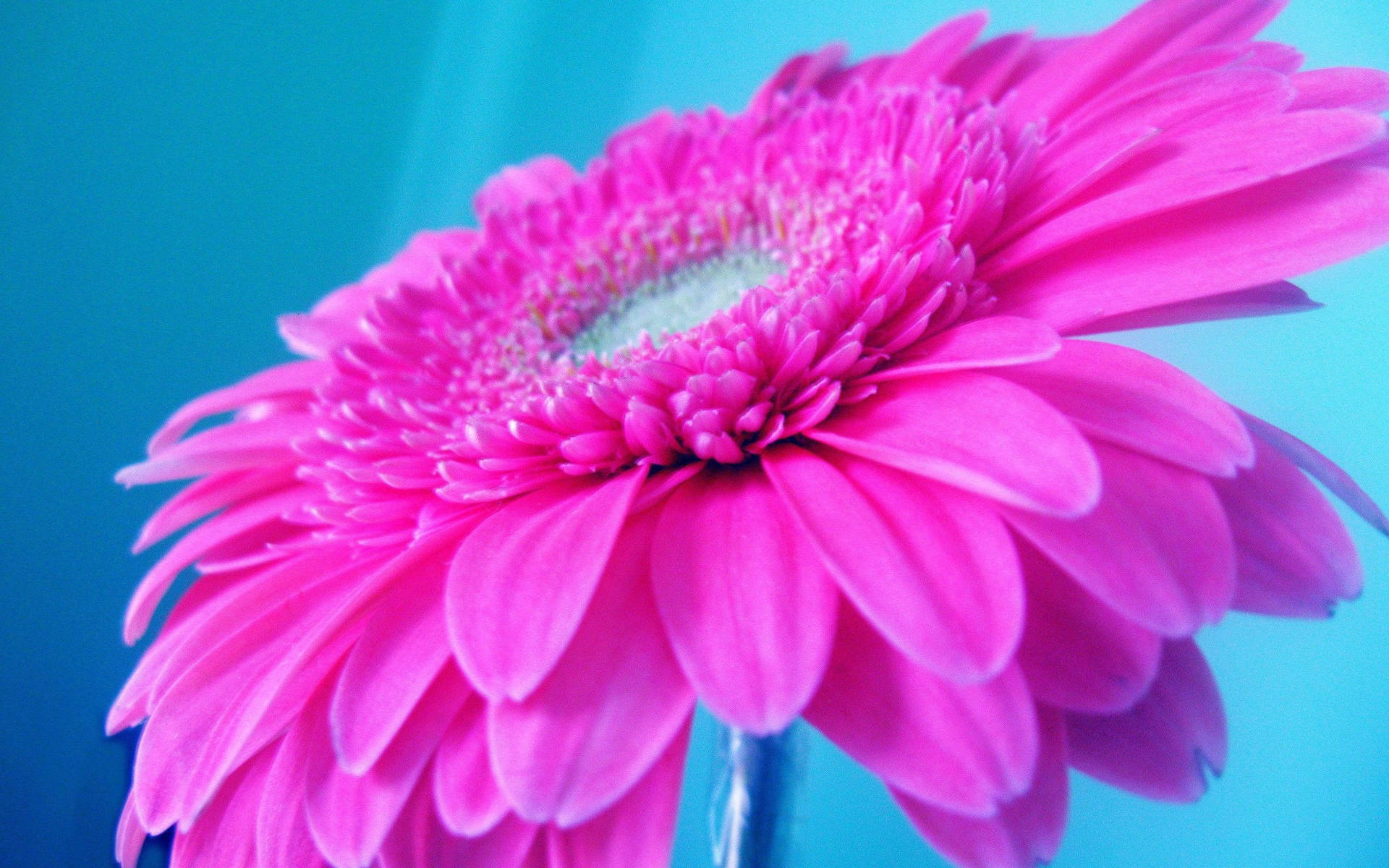 Hot Pink Baberton Daisy Background