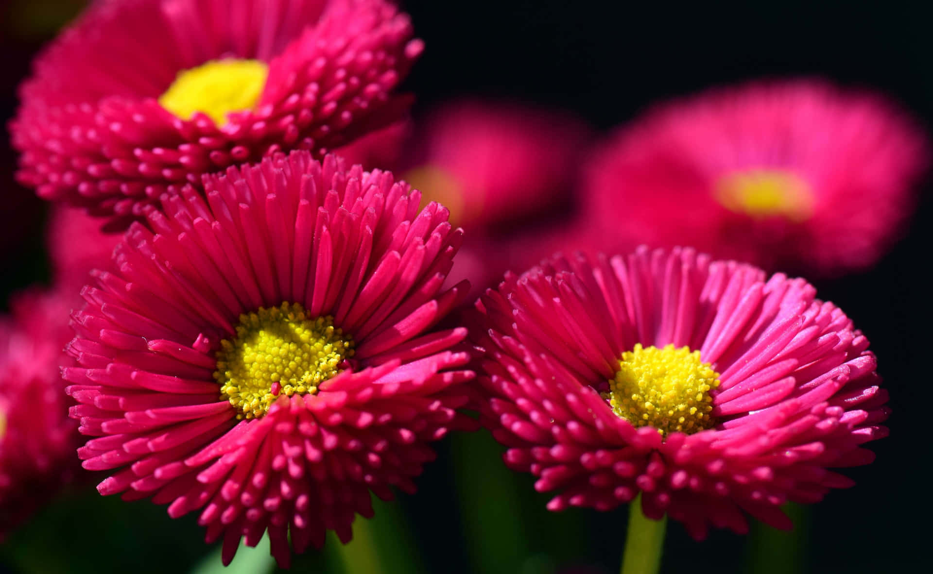 Hot Pink Colorful Daisies Background