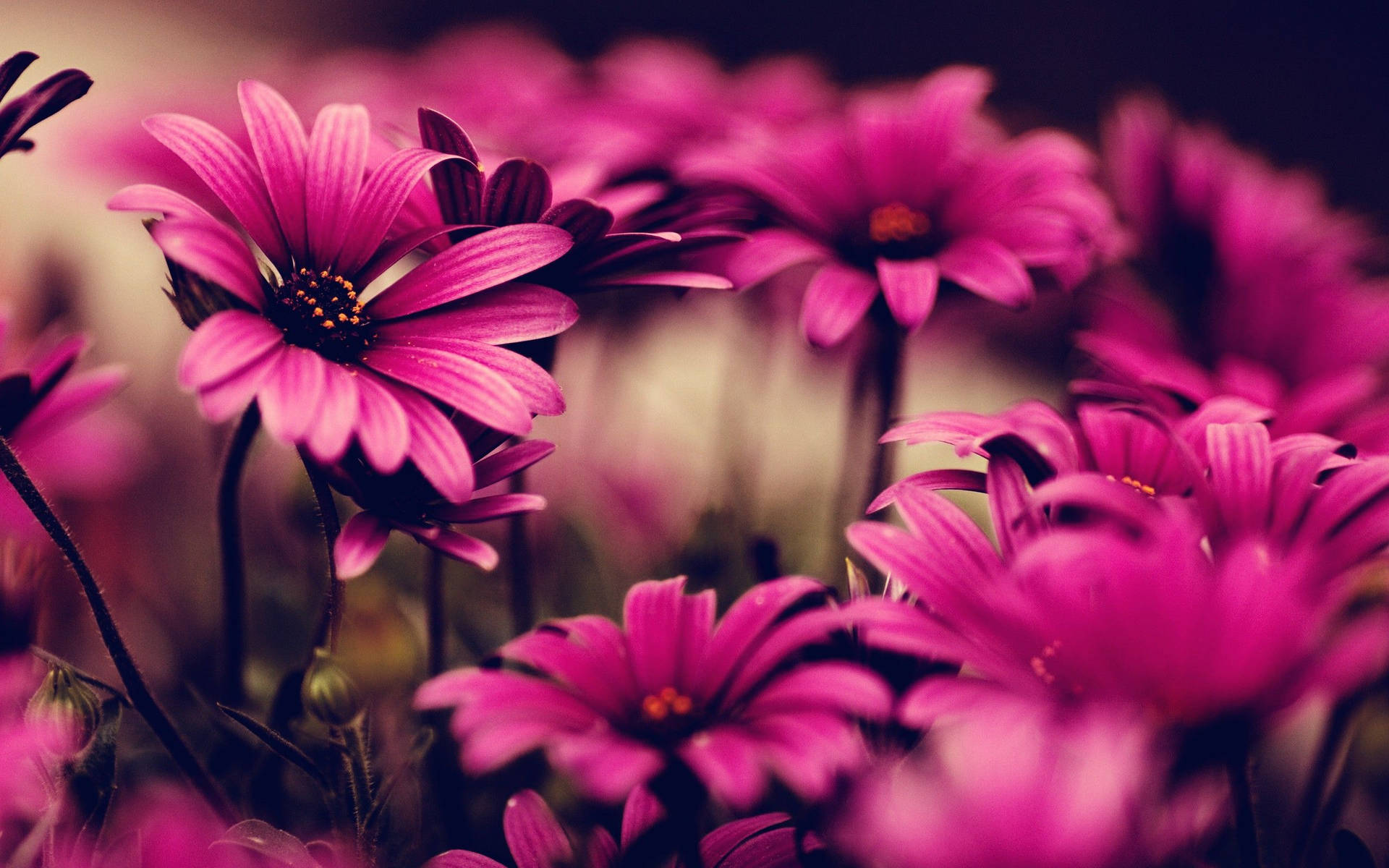Hot Pink Daisies In Full Bloom Background