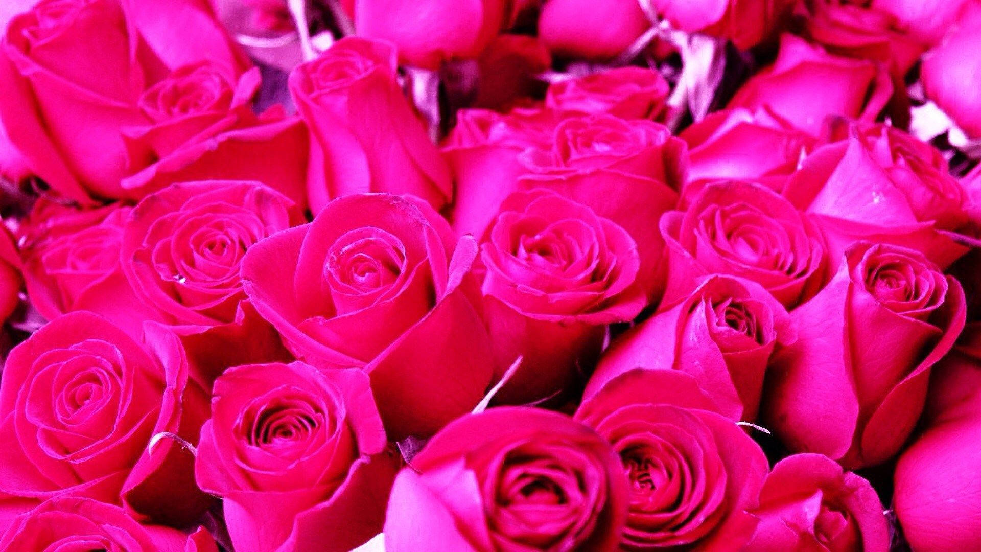 Hot Pink Lovely Roses Background