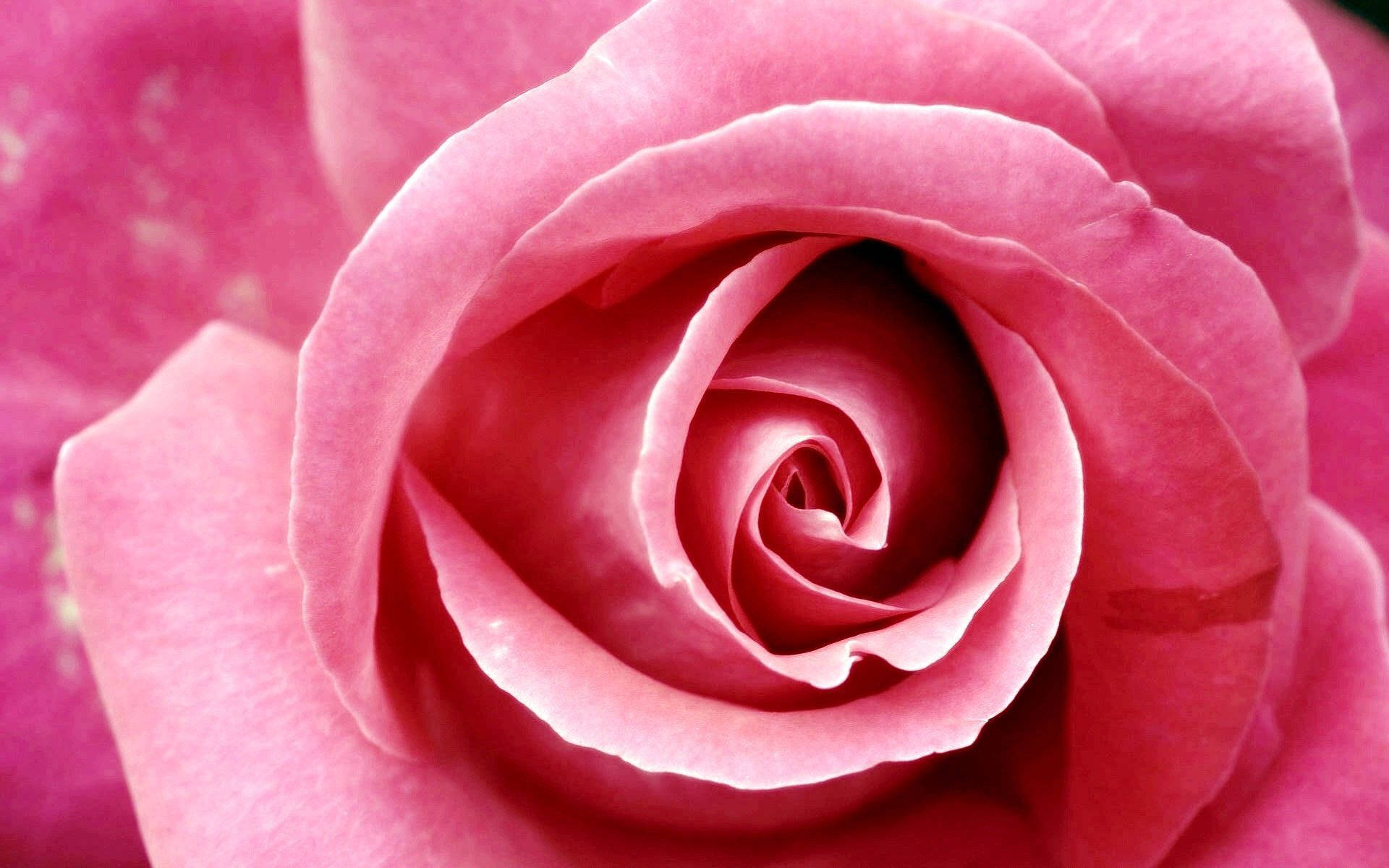 Hot Pink Rose Flower Background