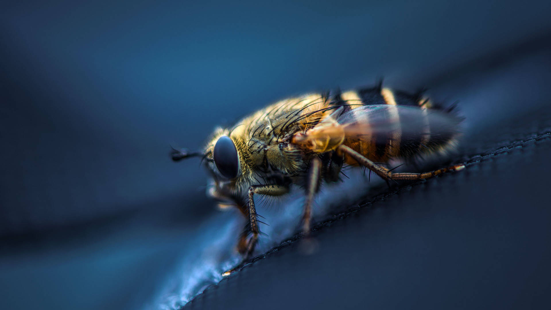 Hover Fly