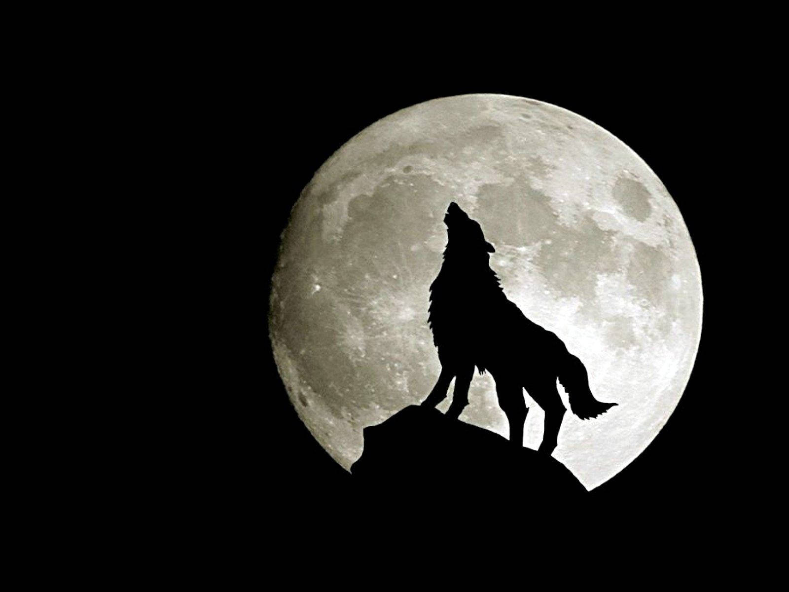 Howling Wolf At Full Moon Background
