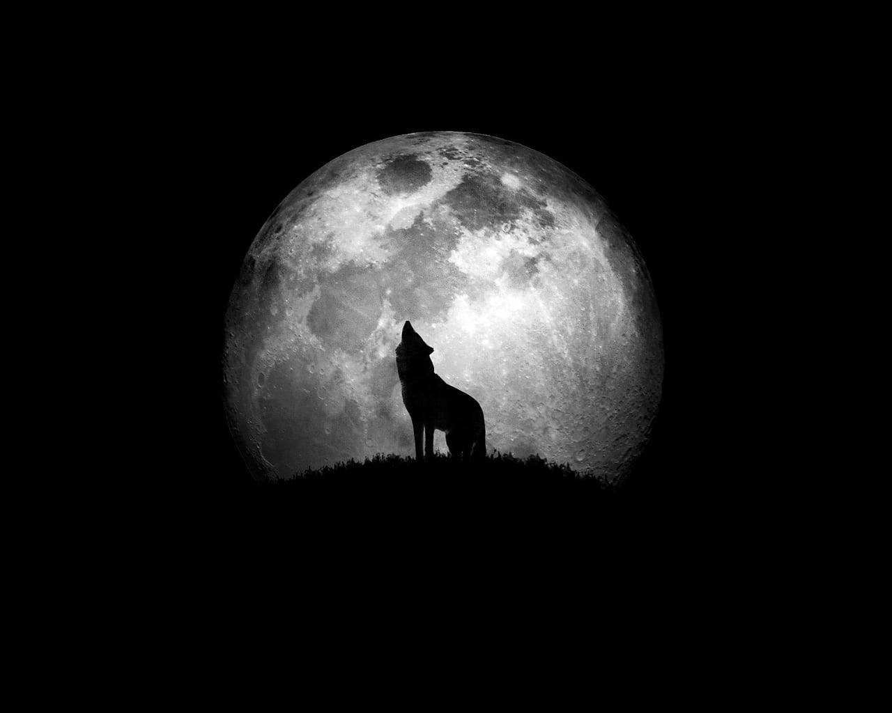 Howling Wolf Black And White Pfp Background