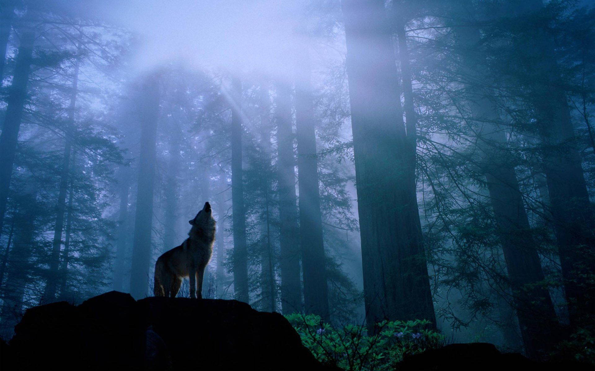 Howling Wolf In Forest Background