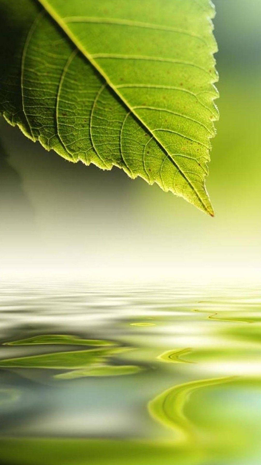 Htc Green Leaf Background