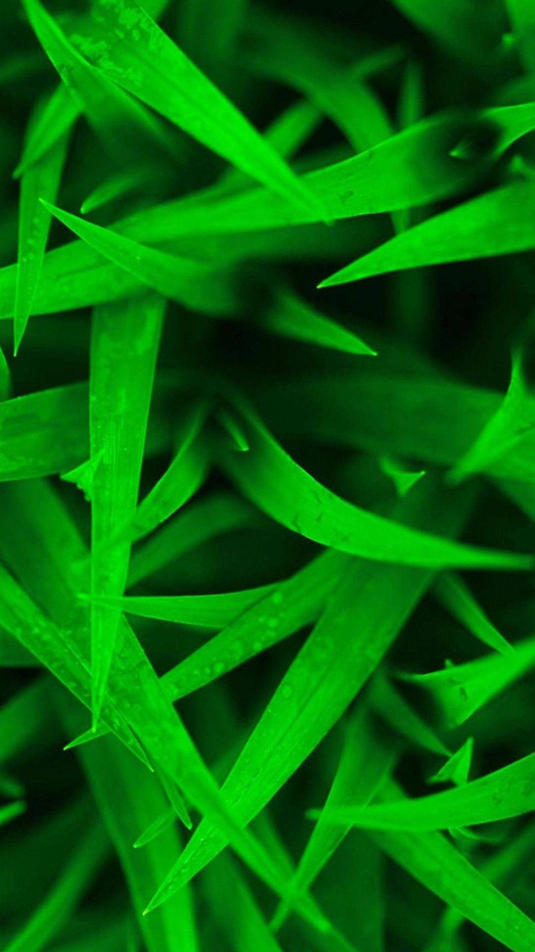 Htc Sharp Green Grass Background