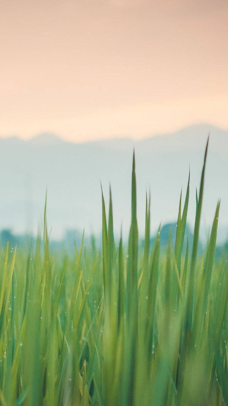 Huawei Honor Green Grass Background