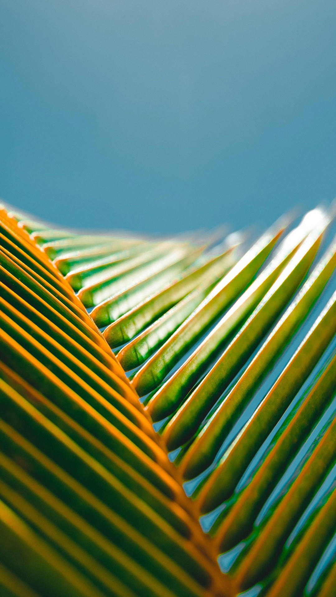 Huawei Honor Palm Leaves Background